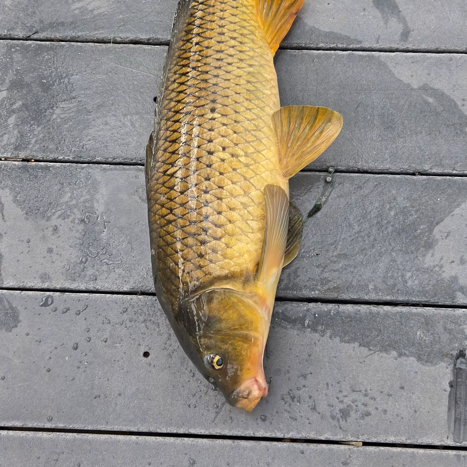 Common carp caught on Fishbrain