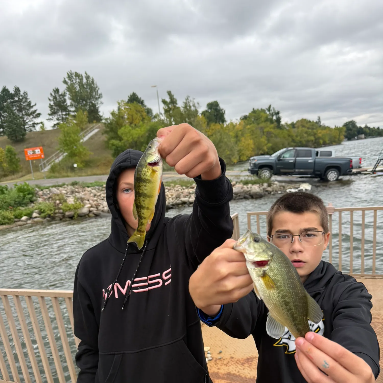 Yellow perch caught on Fishbrain