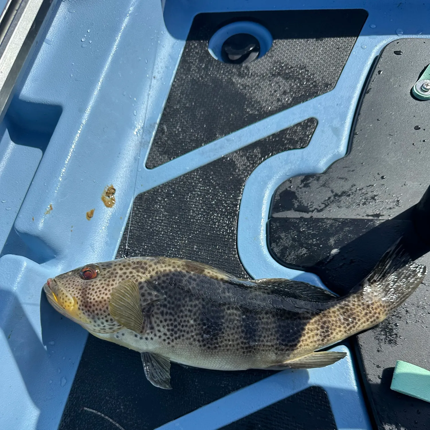 Spotted sand bass caught on Fishbrain