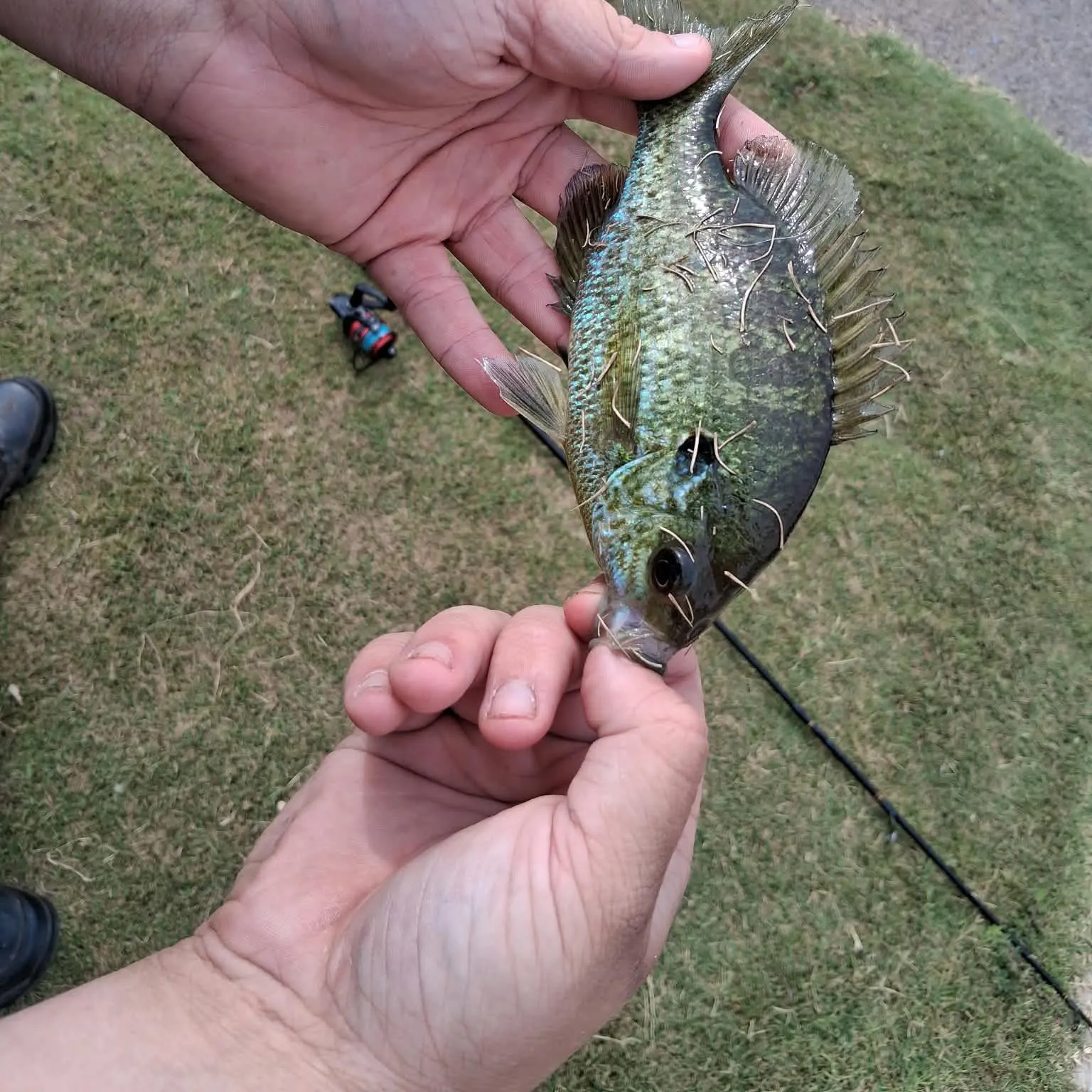 Greengill hybrid caught on Fishbrain