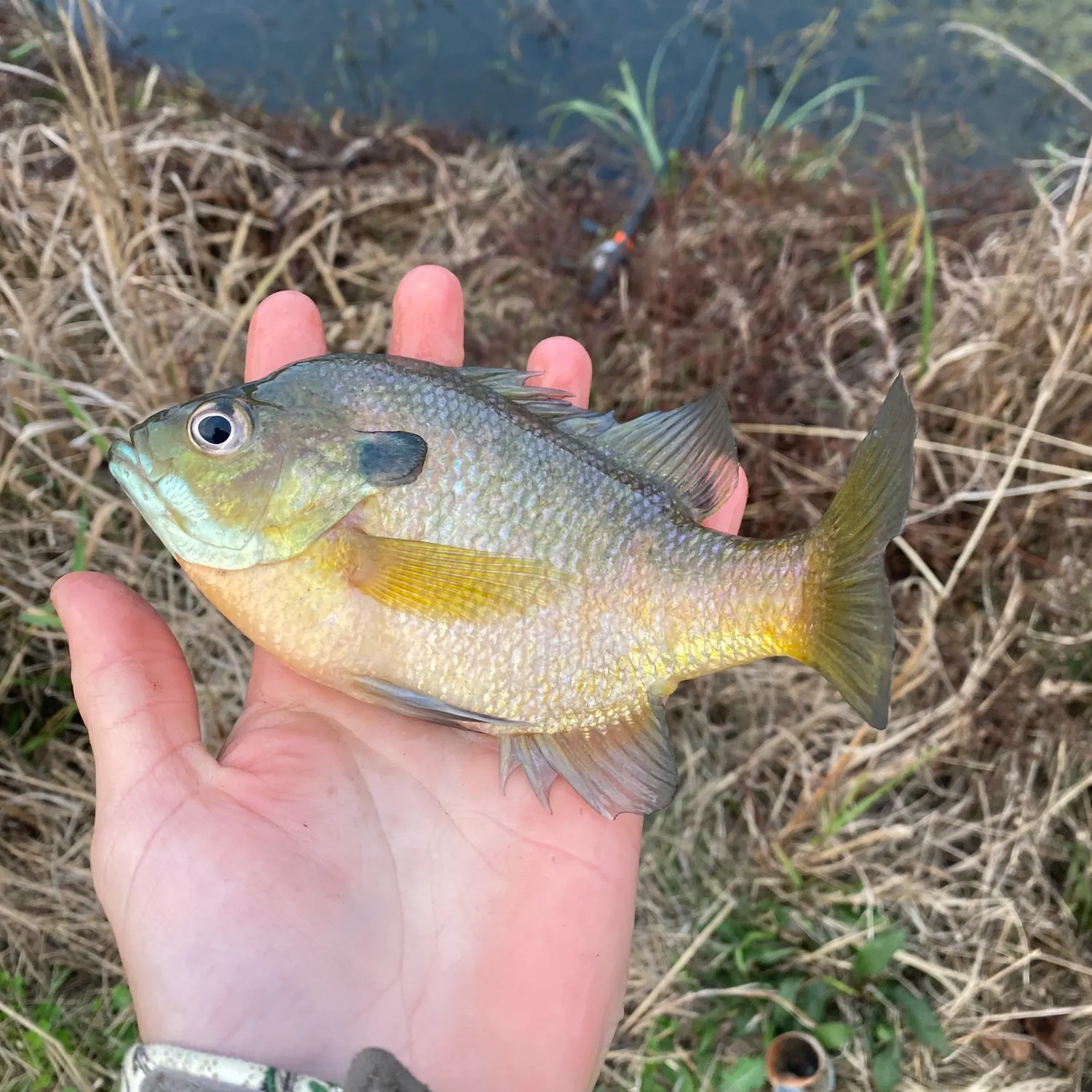 The most recent Bluegill catches on Fishbrain