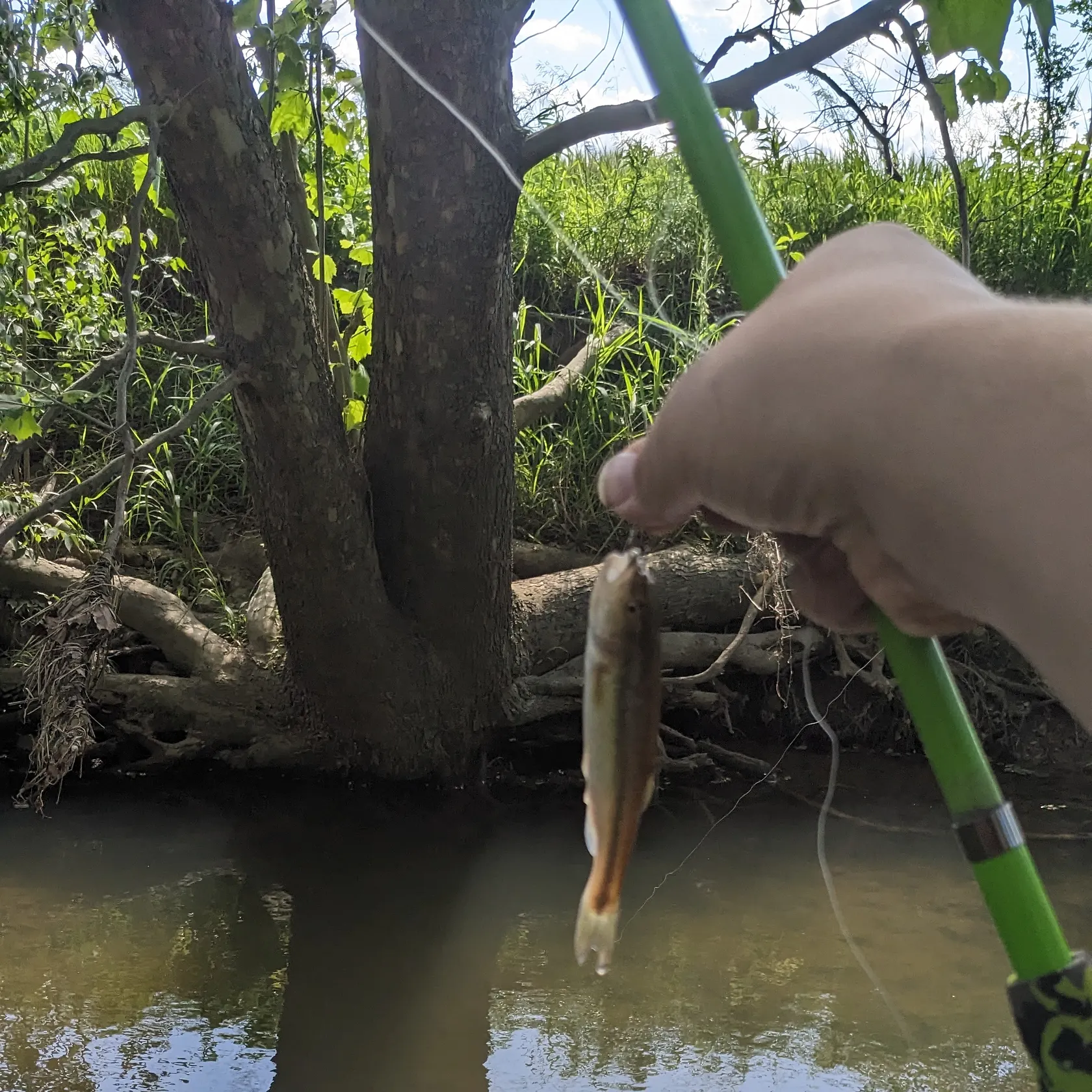 Creek chub caught on Fishbrain