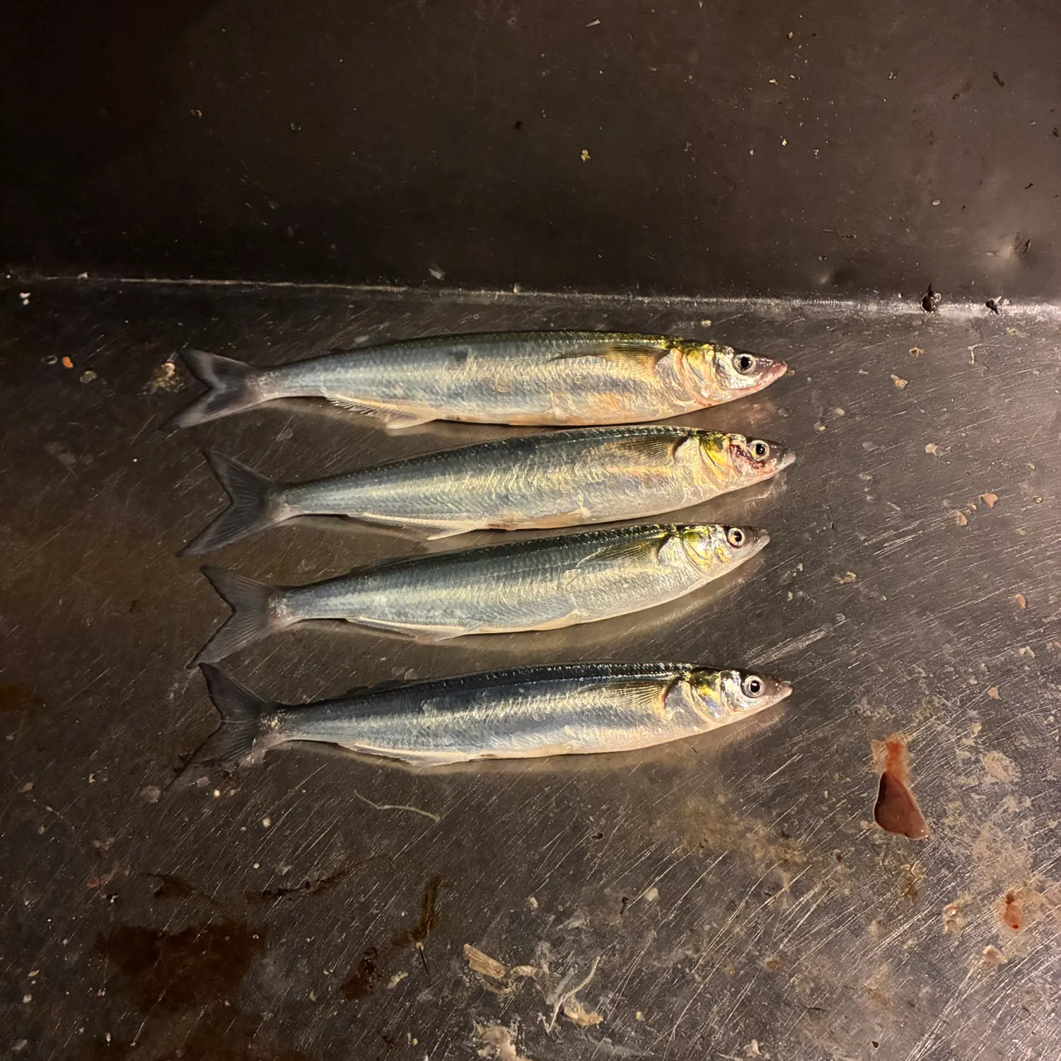 Surf smelt caught on Fishbrain