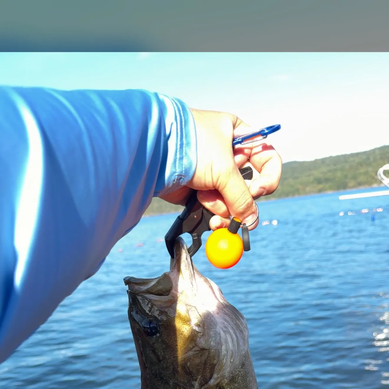 Smallmouth bass caught on Fishbrain