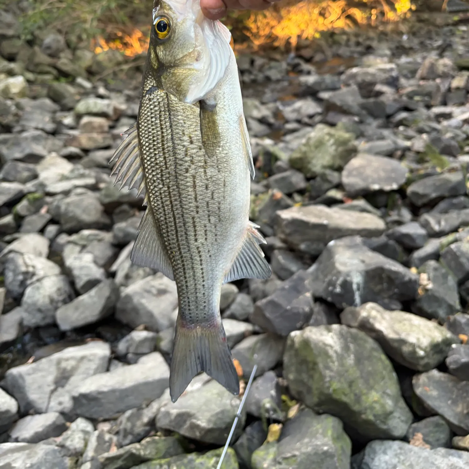 White bass caught on Fishbrain