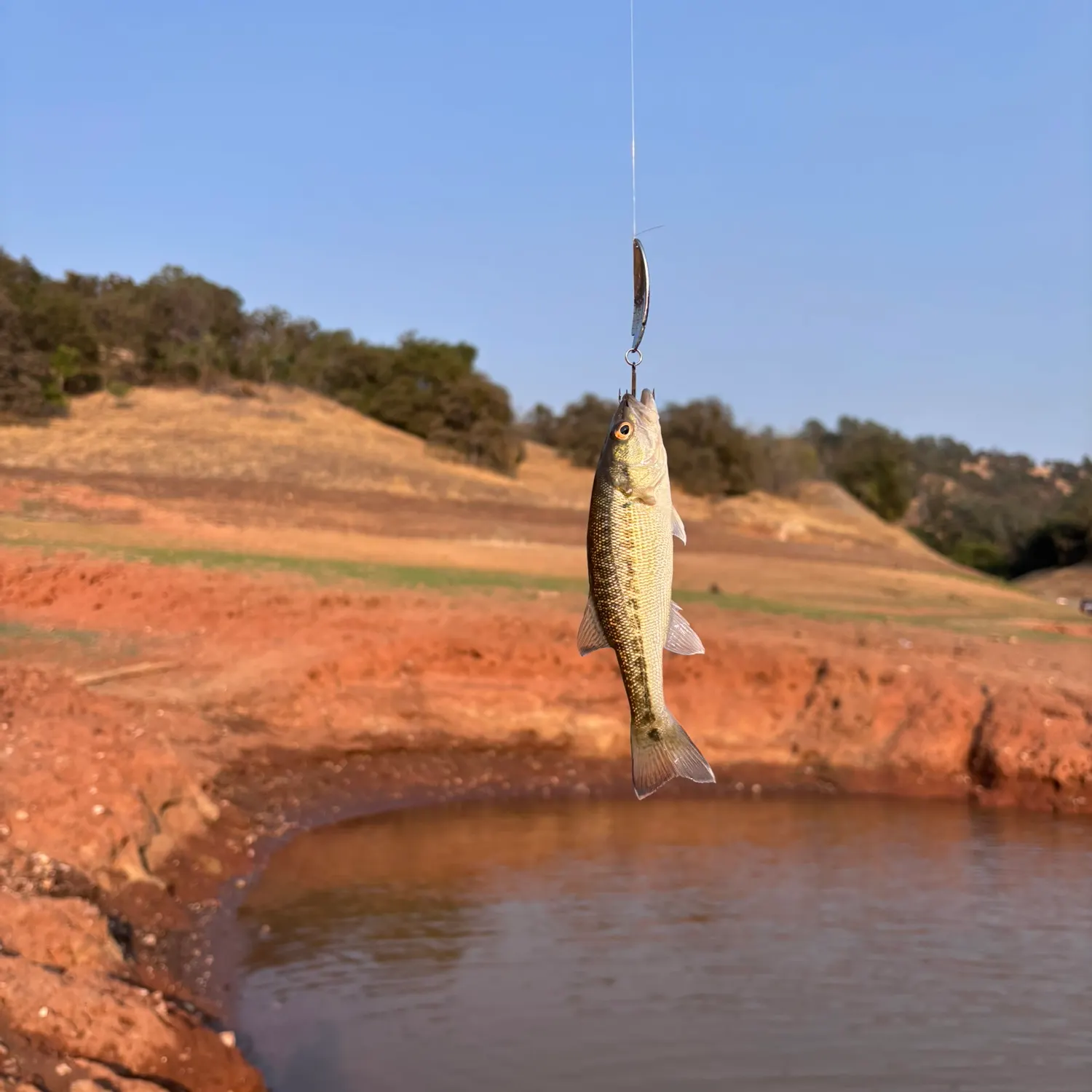 Spotted bass caught on Fishbrain