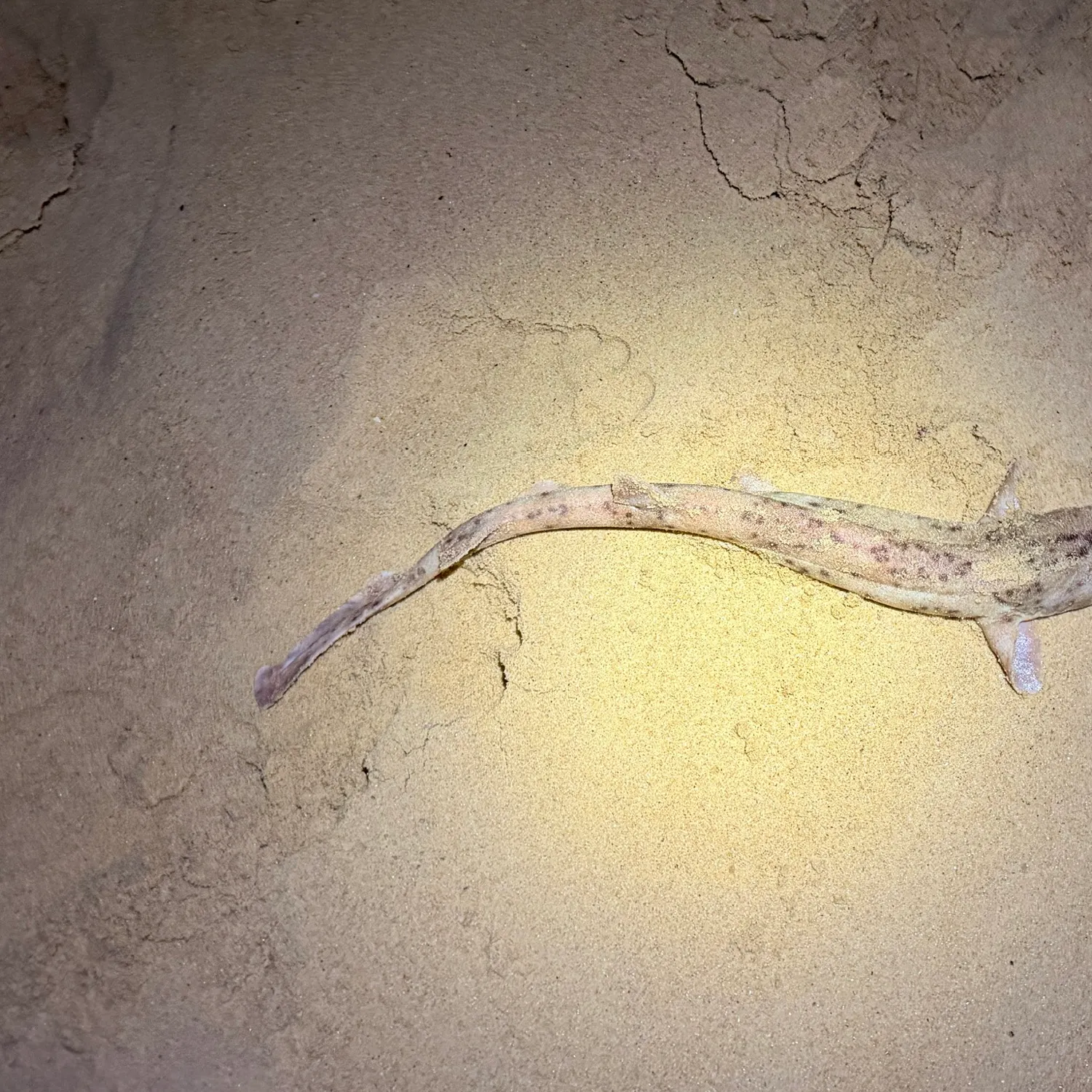 The most recent Speckled carpetshark catches on Fishbrain