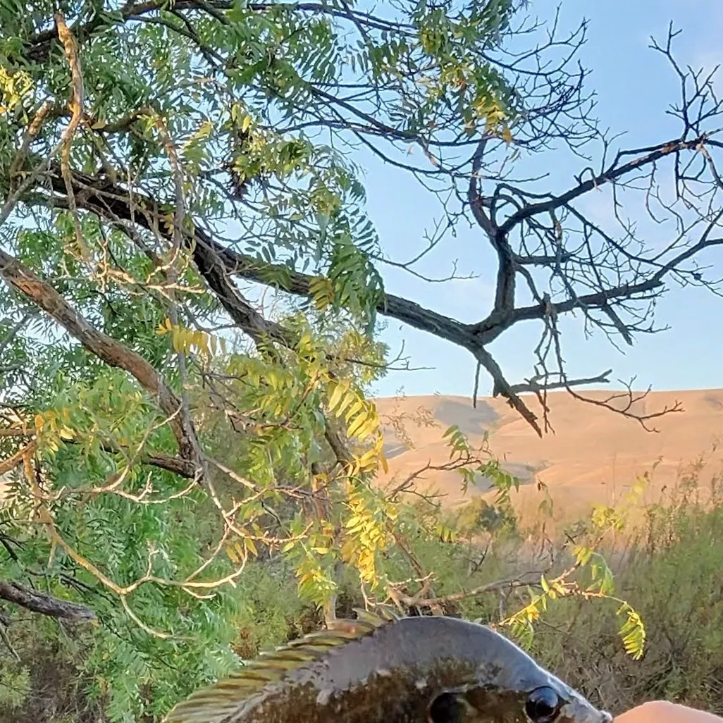The most recent Greengill hybrid catches on Fishbrain