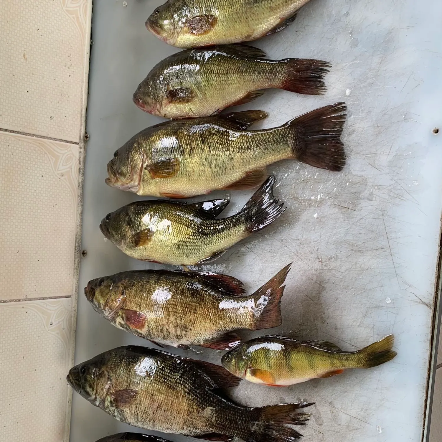 recently logged catches