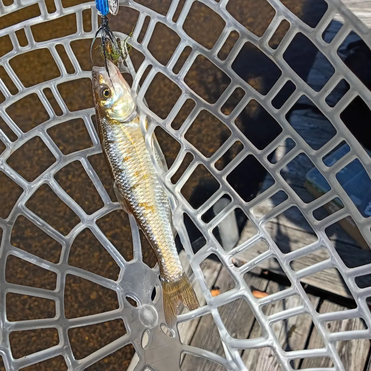 Striped shiner caught on Fishbrain