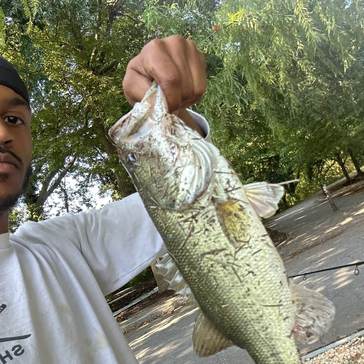 Largemouth bass caught on Fishbrain