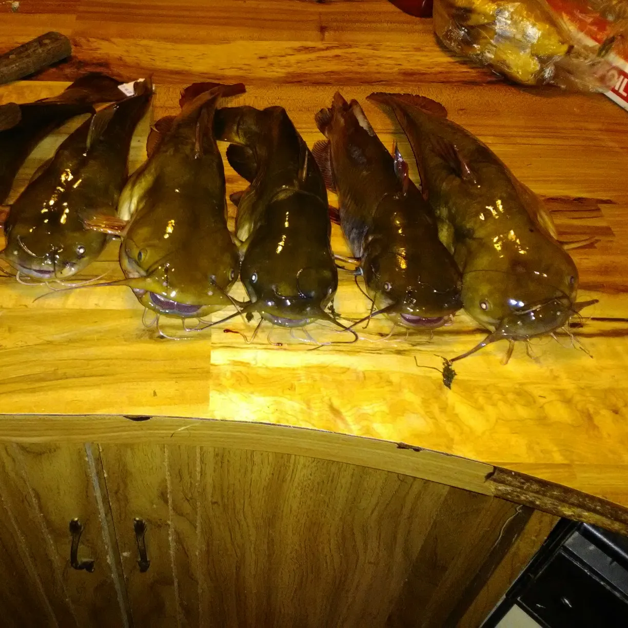 recently logged catches