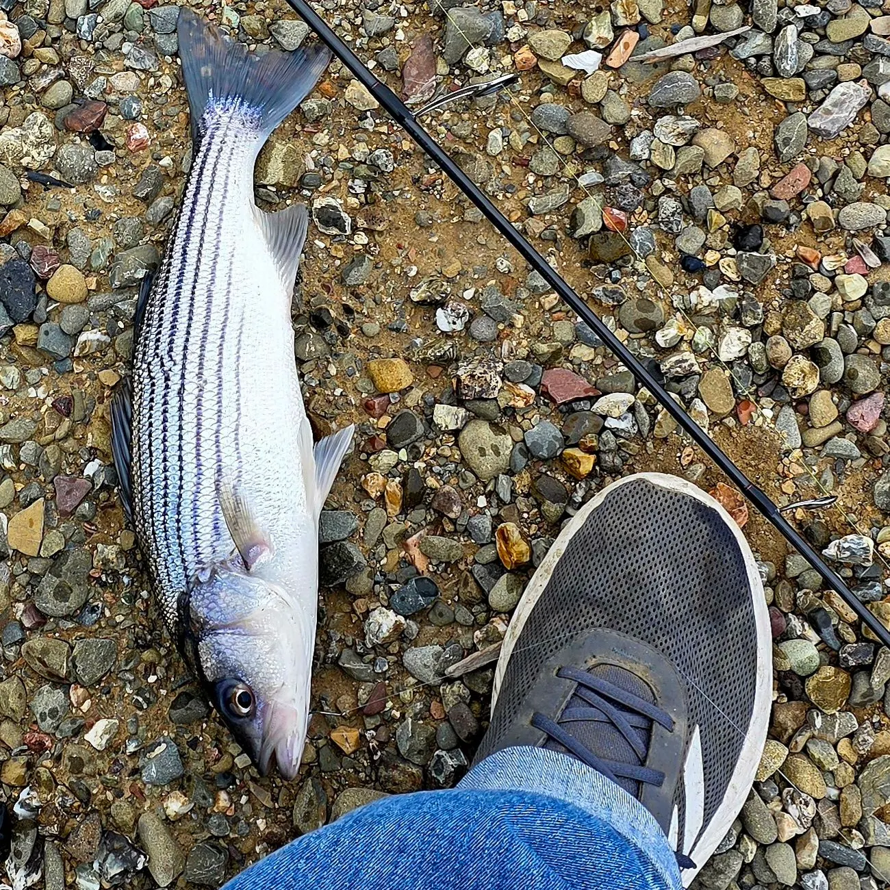 The most recent Striped bass catches on Fishbrain