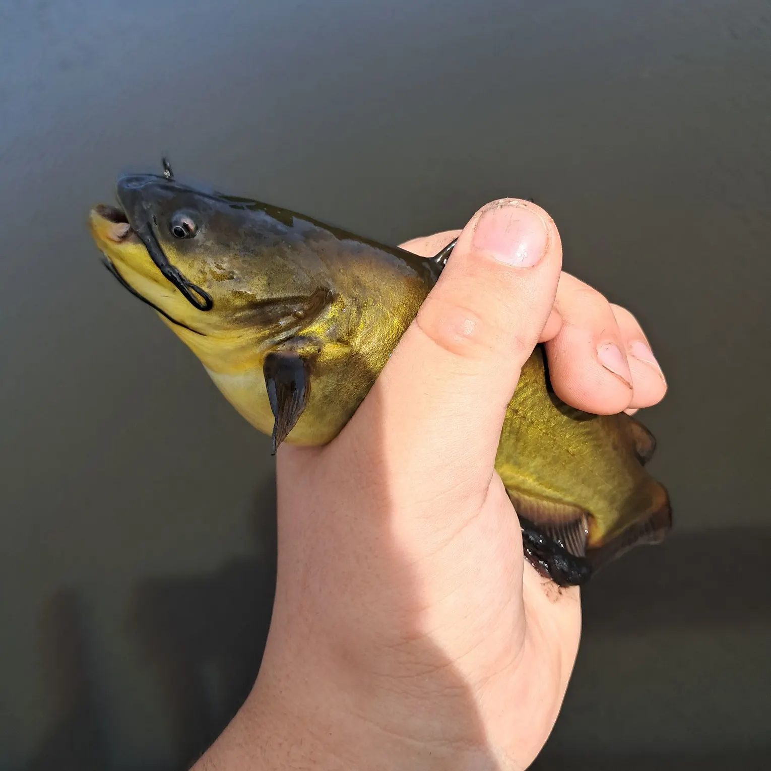 Yellow bullhead caught on Fishbrain