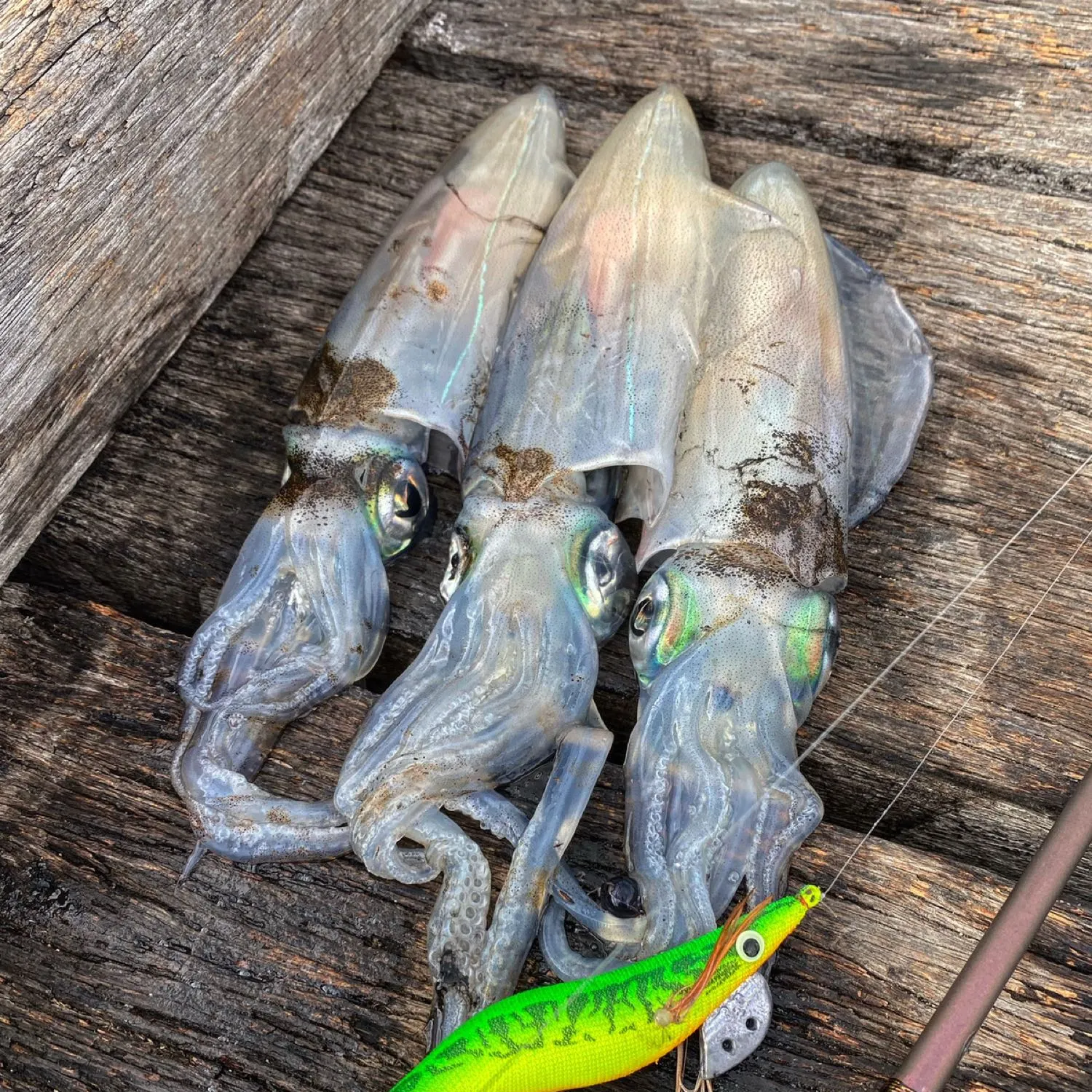 recently logged catches