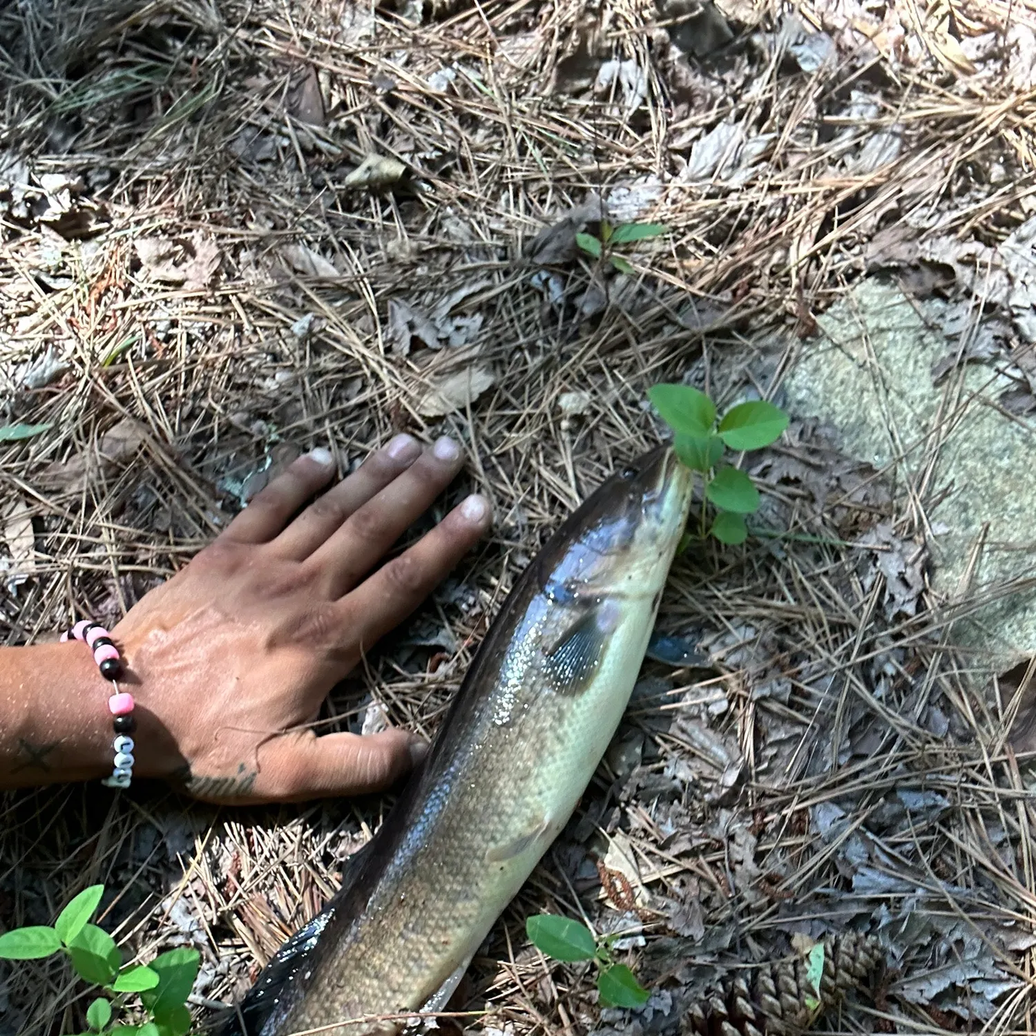 Ruddy bowfin caught on Fishbrain