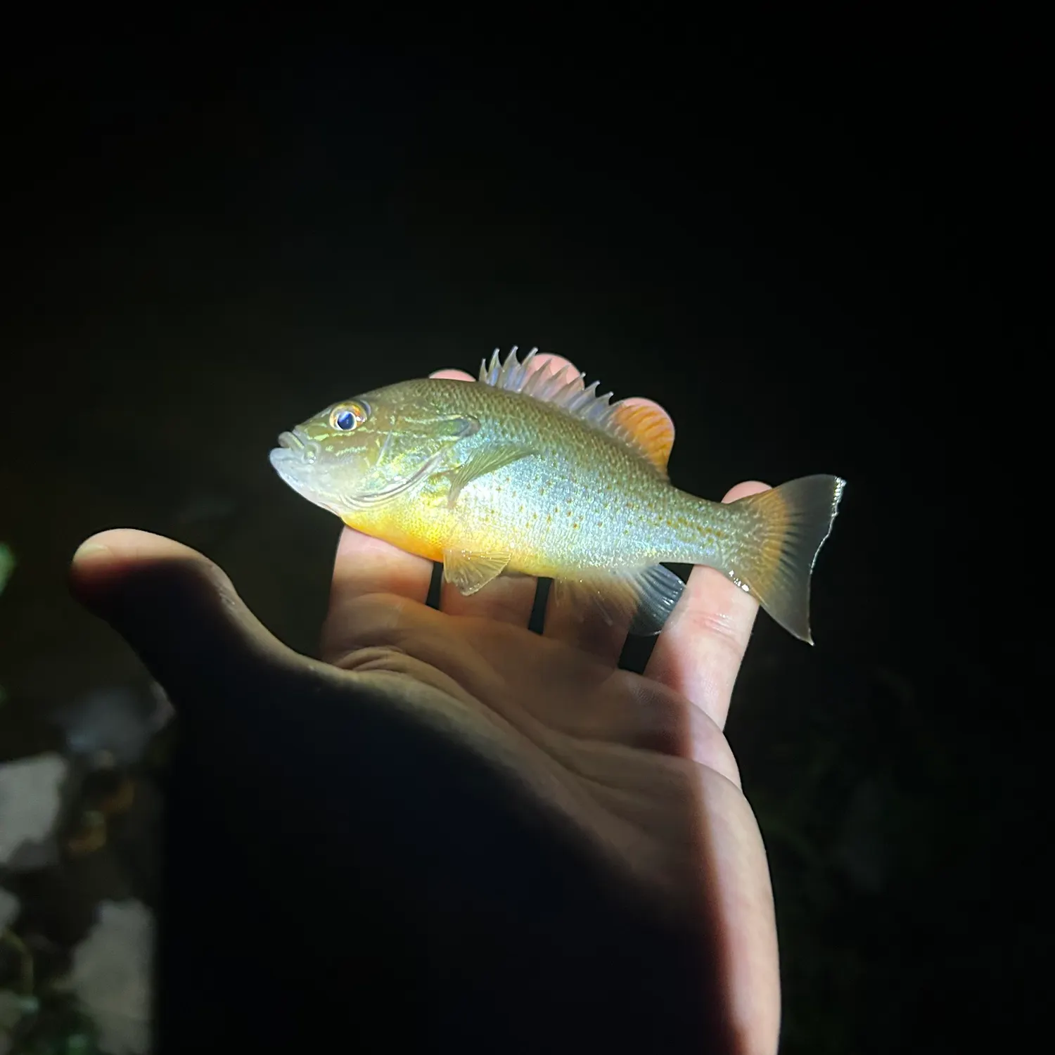 Redbreast sunfish caught on Fishbrain