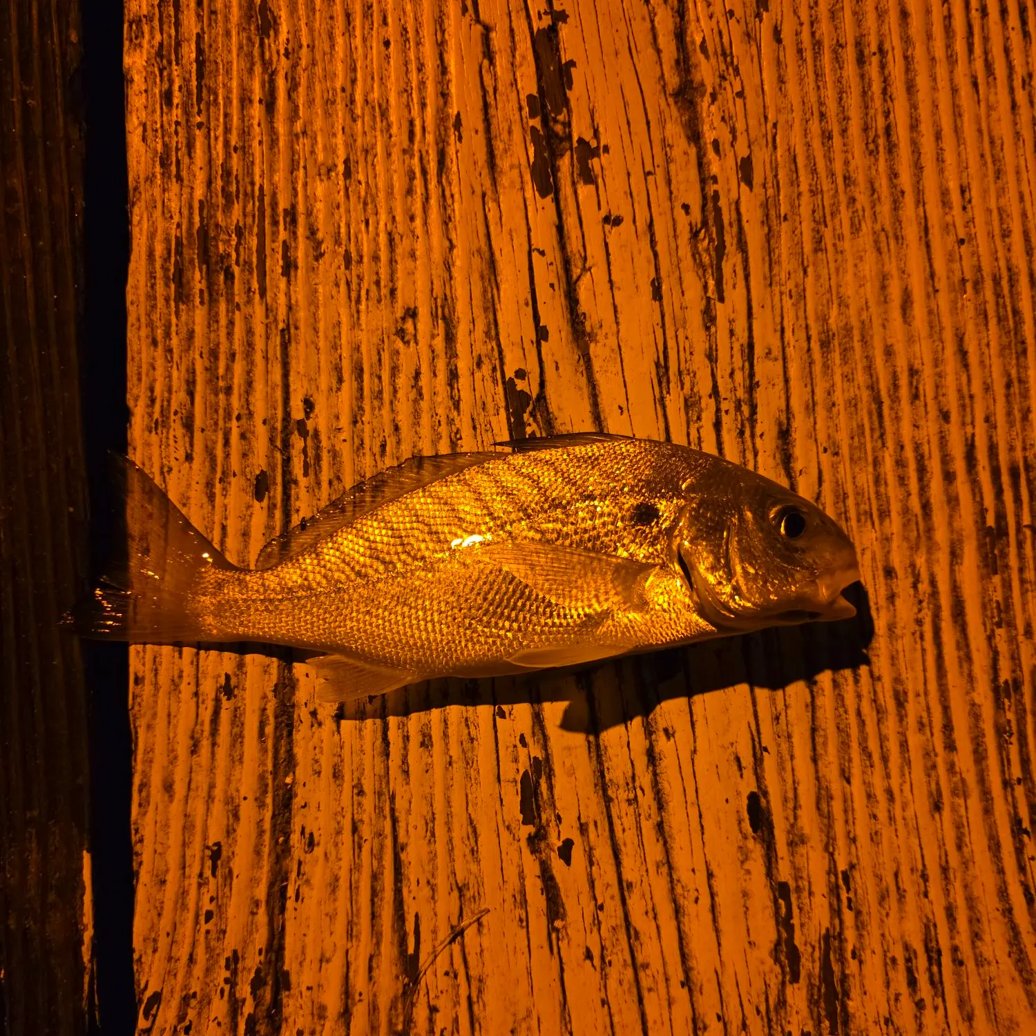 Spot croaker caught on Fishbrain