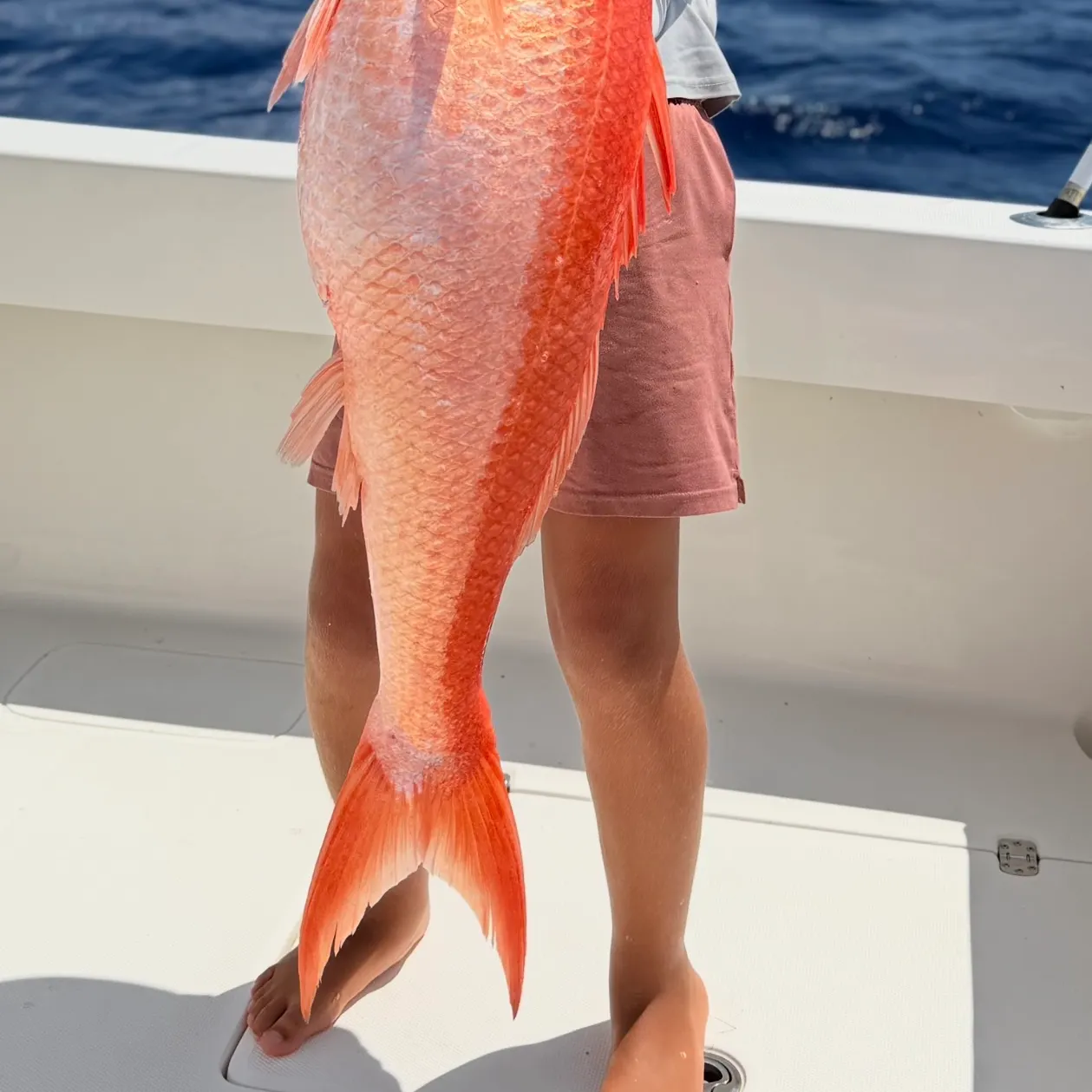 The most recent Queen Snapper catches on Fishbrain