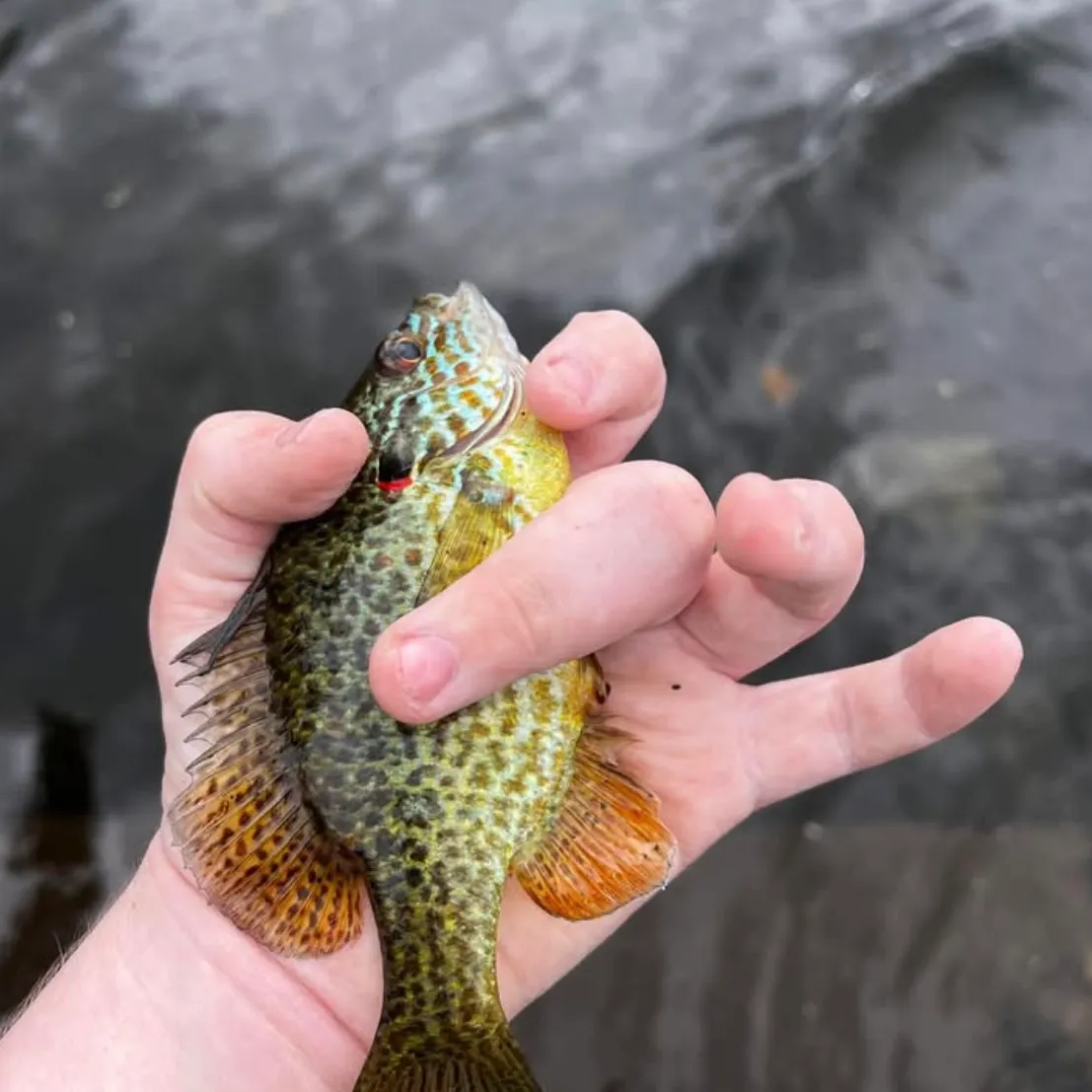 The most recent Pumpkinseed catches on Fishbrain