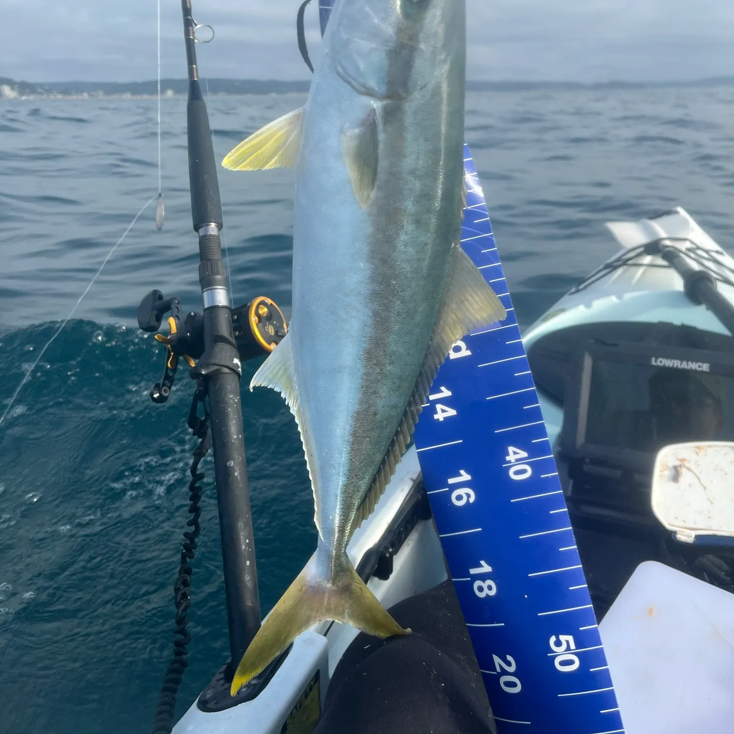 Southern yellowtail amberjack caught on Fishbrain