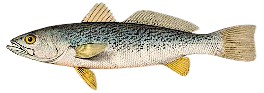 Gray weakfish