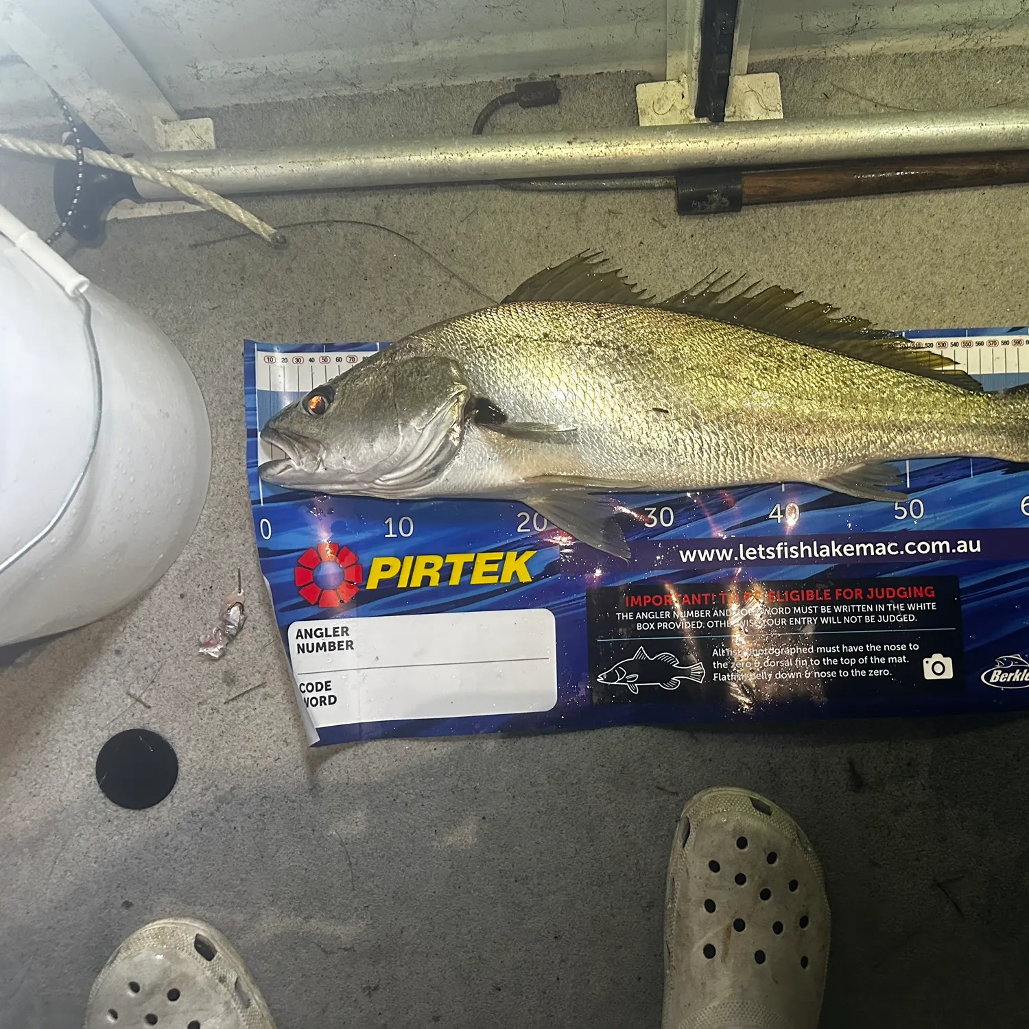 Japanese meagre caught on Fishbrain