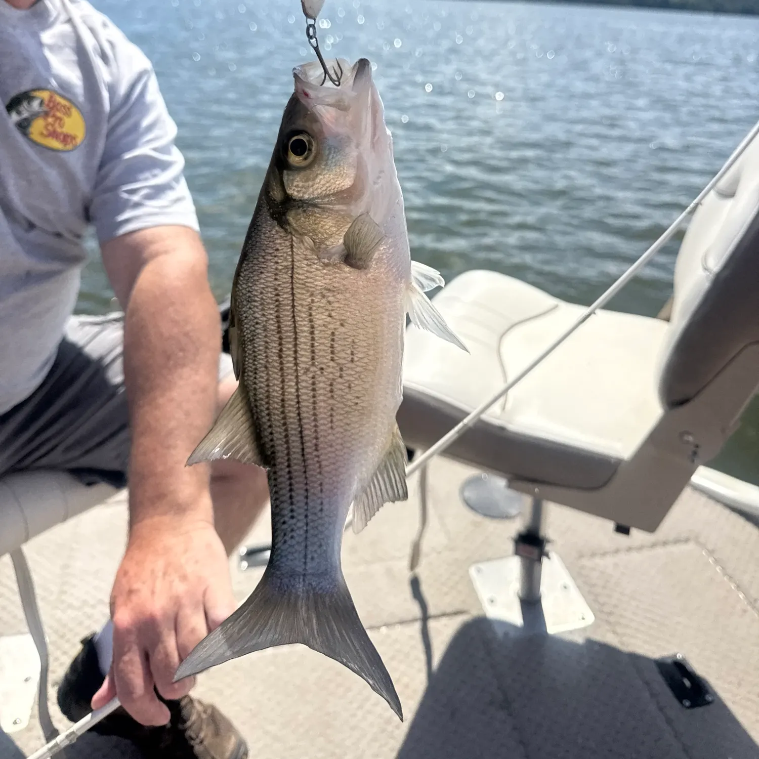 The most recent White bass catches on Fishbrain