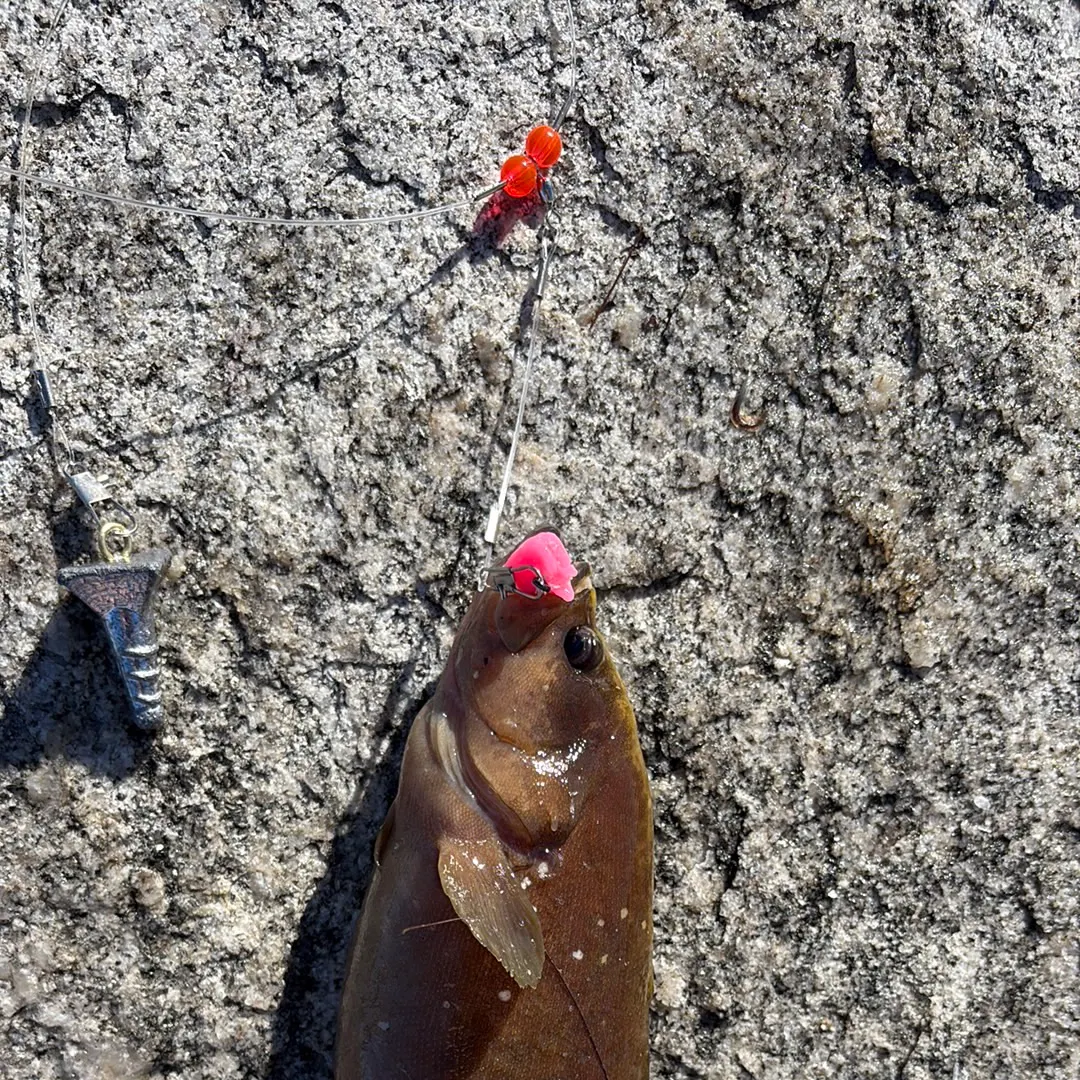 The most recent Red grouper catches on Fishbrain