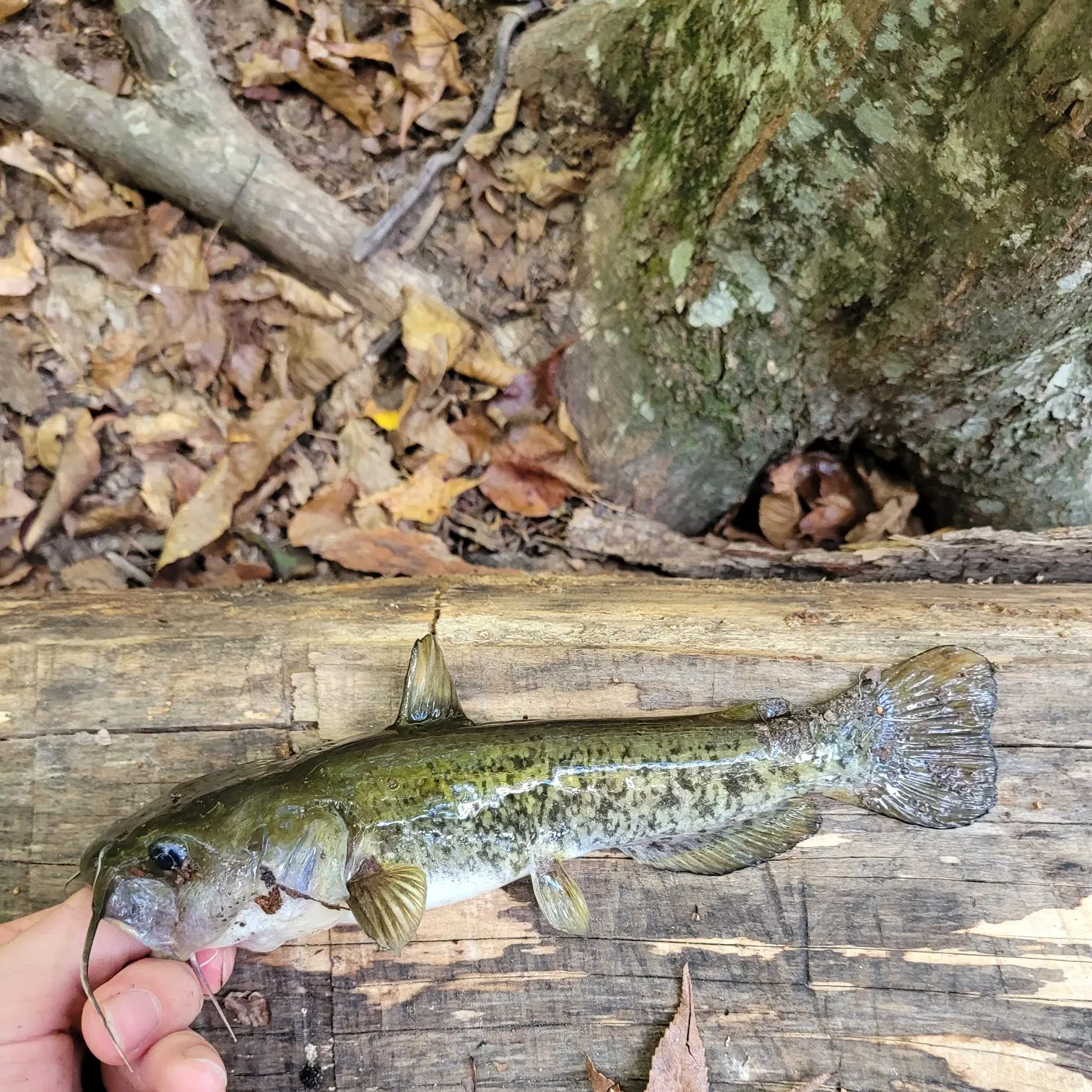 The most recent Snail bullhead catches on Fishbrain