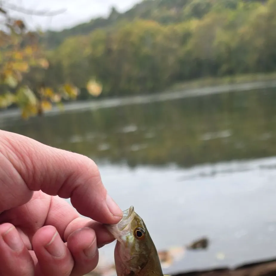 Smallmouth bass caught on Fishbrain