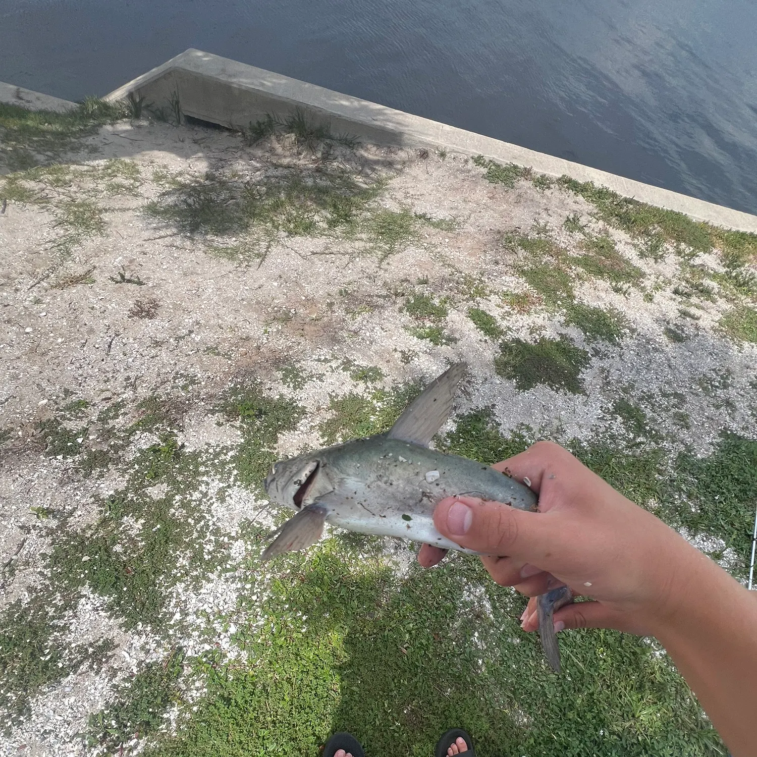 catch