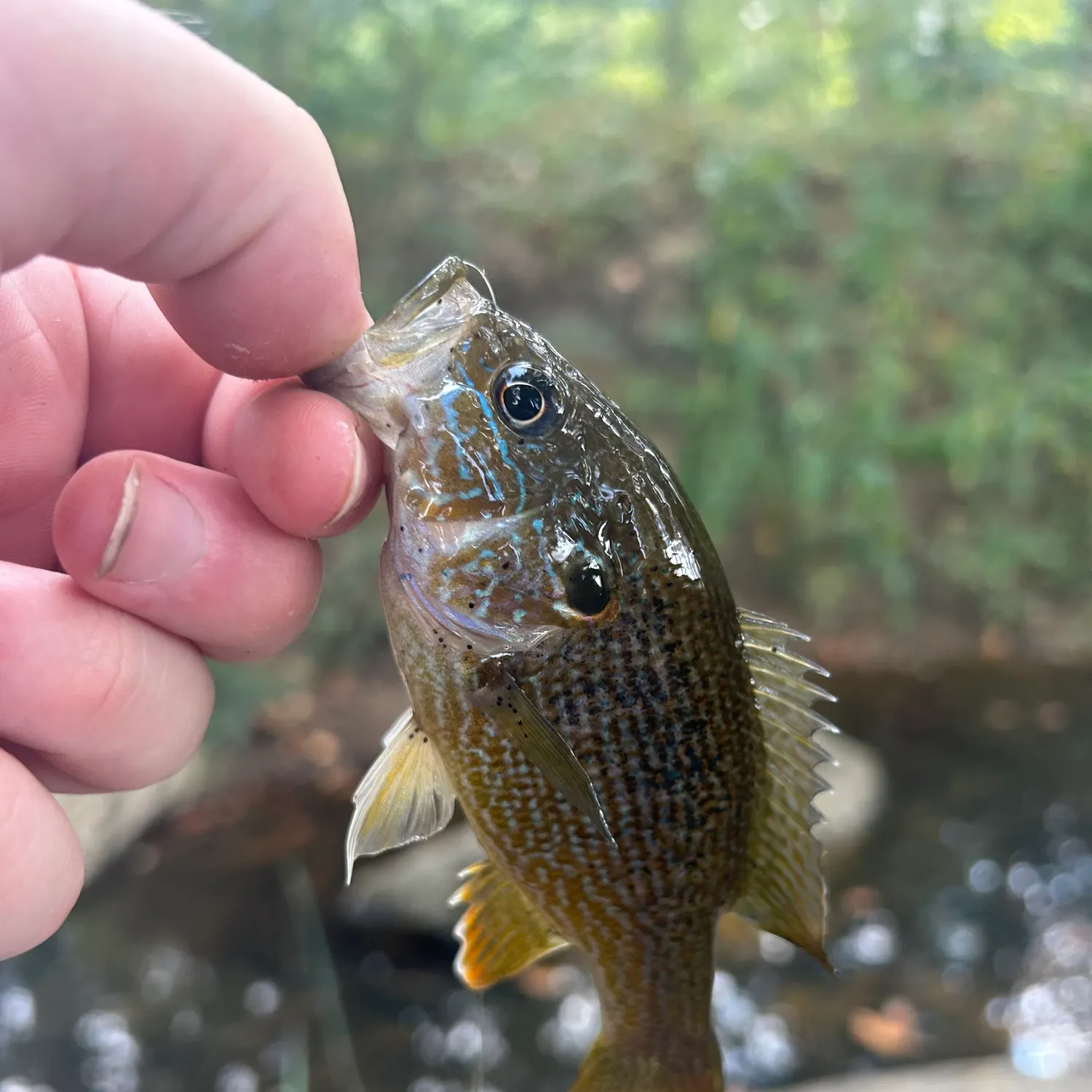 Green sunfish caught on Fishbrain