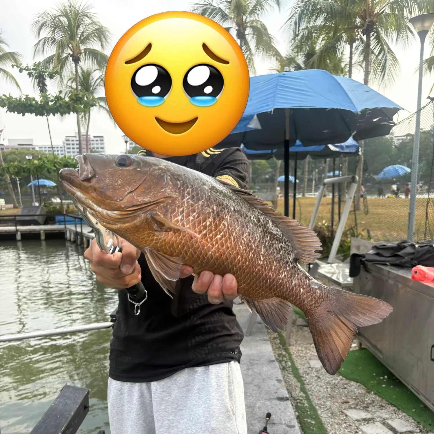 The most recent Mangrove red snapper catches on Fishbrain