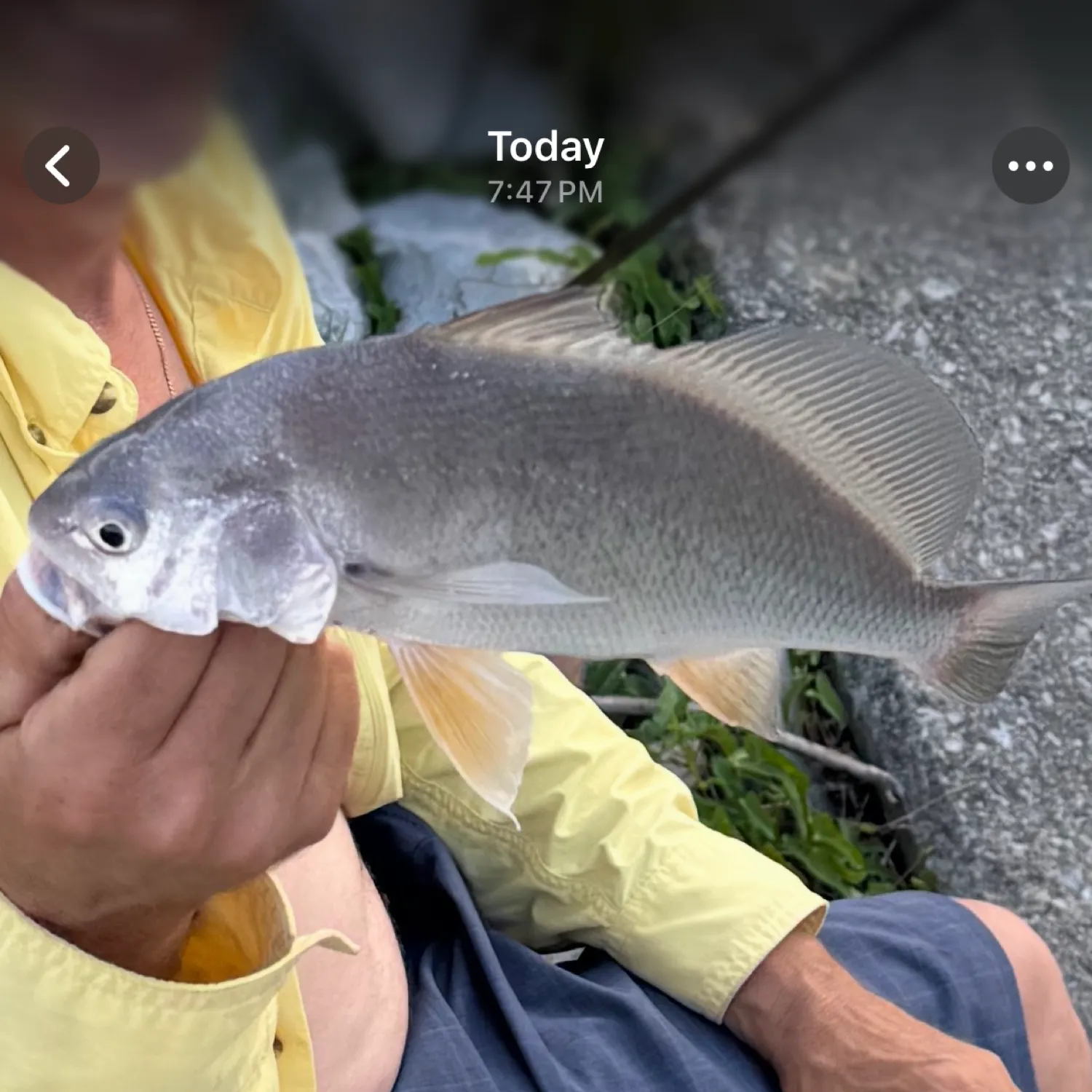 recently logged catches