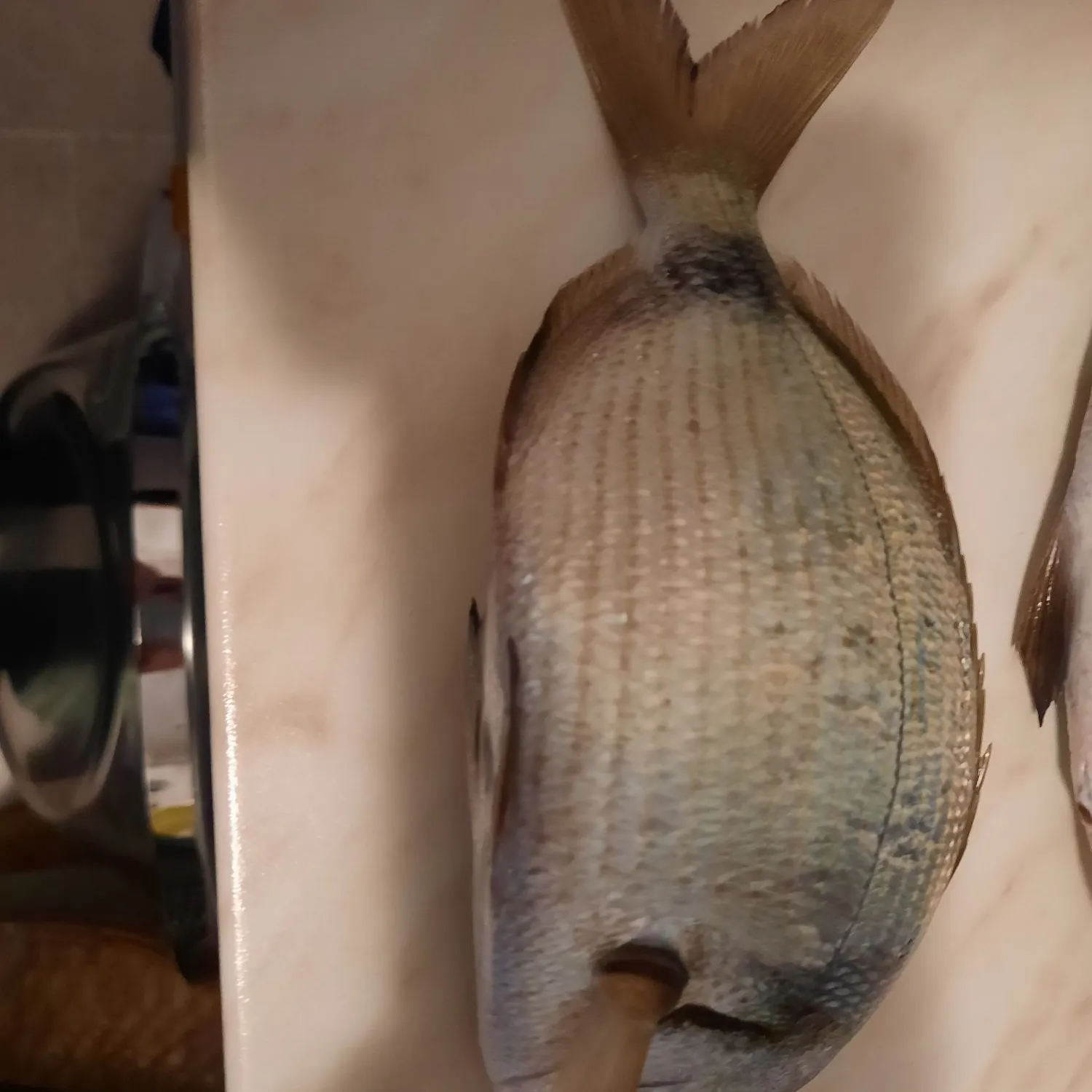 The most recent Common two-banded seabream catches on Fishbrain