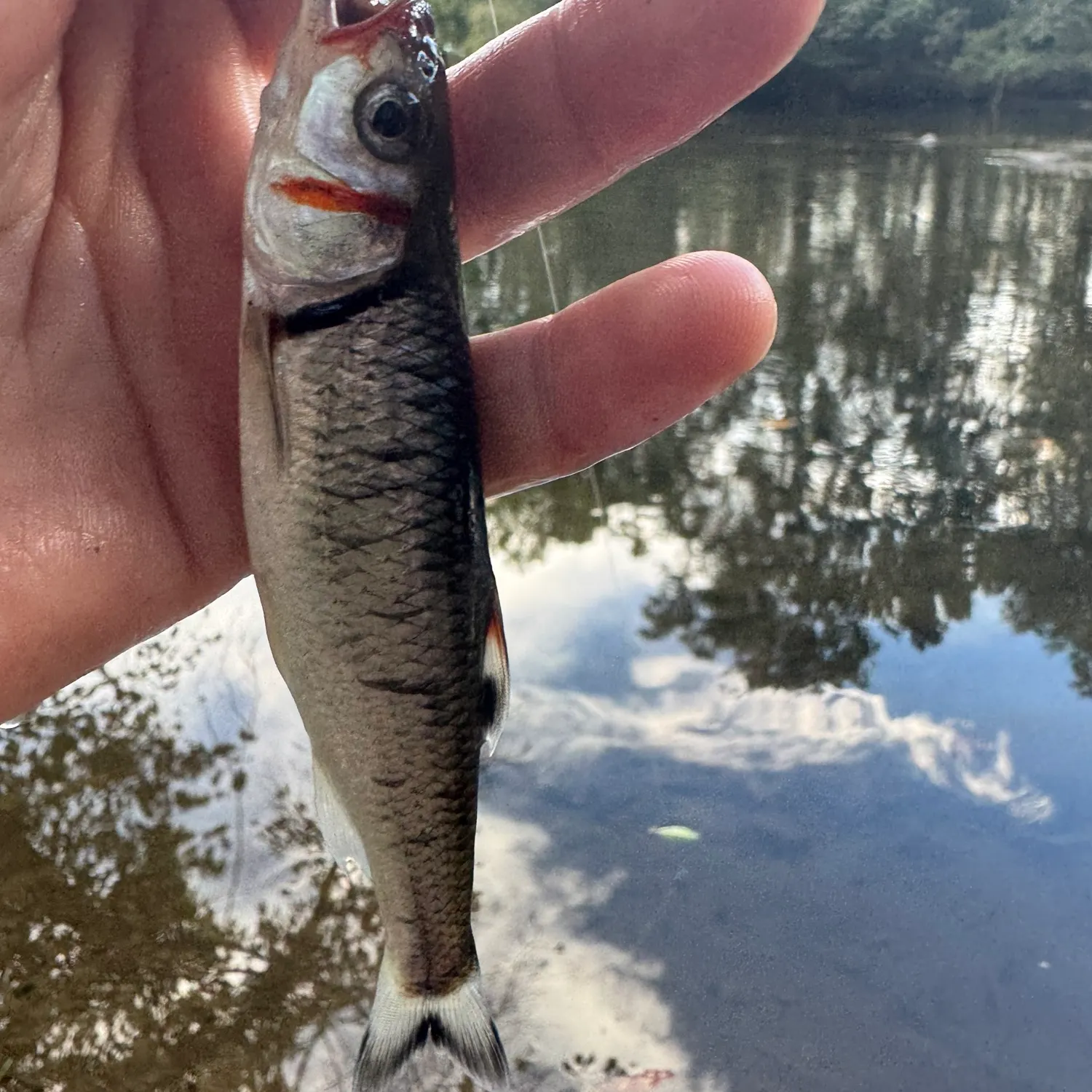 The most recent Warpaint shiner catches on Fishbrain