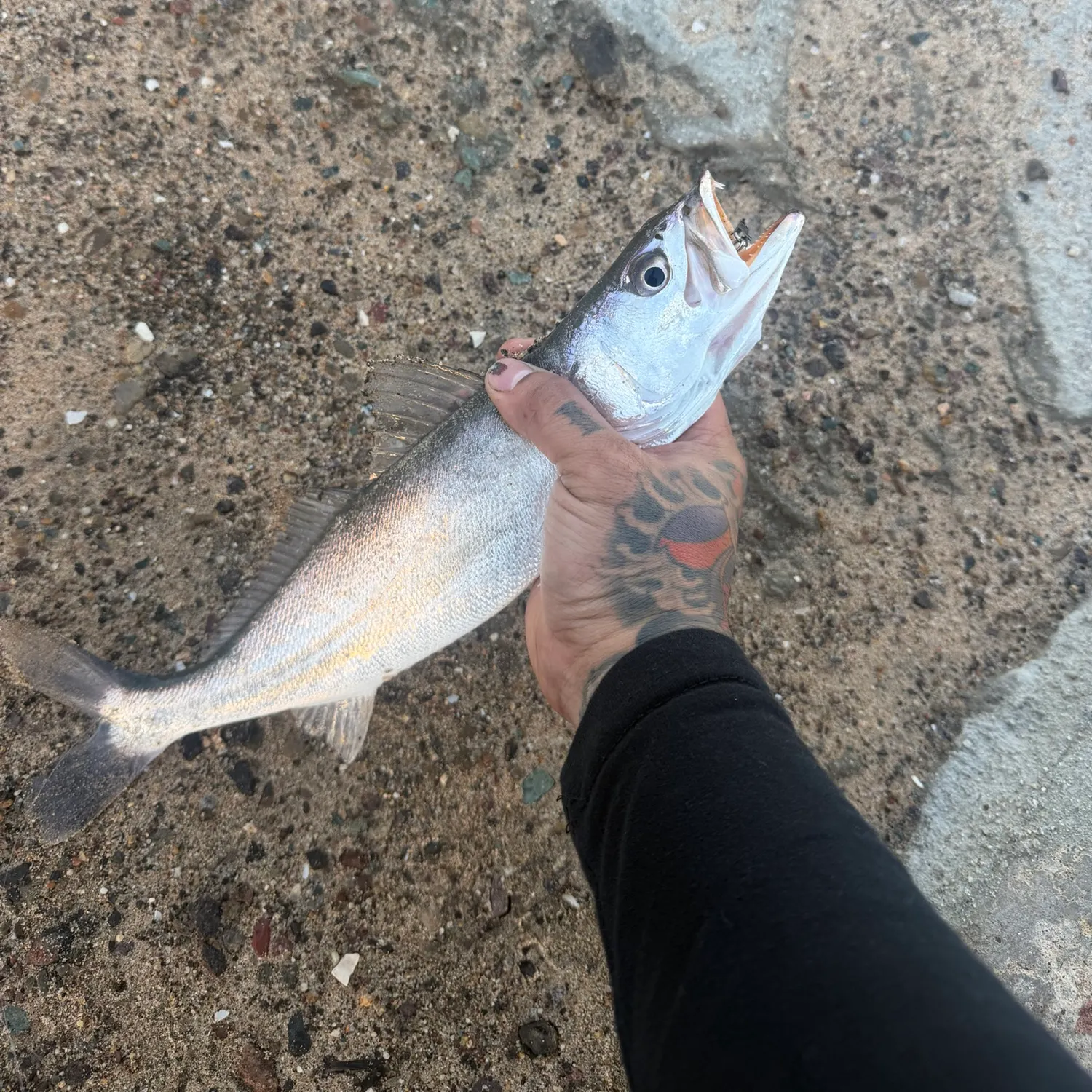 Shortfin corvina caught on Fishbrain