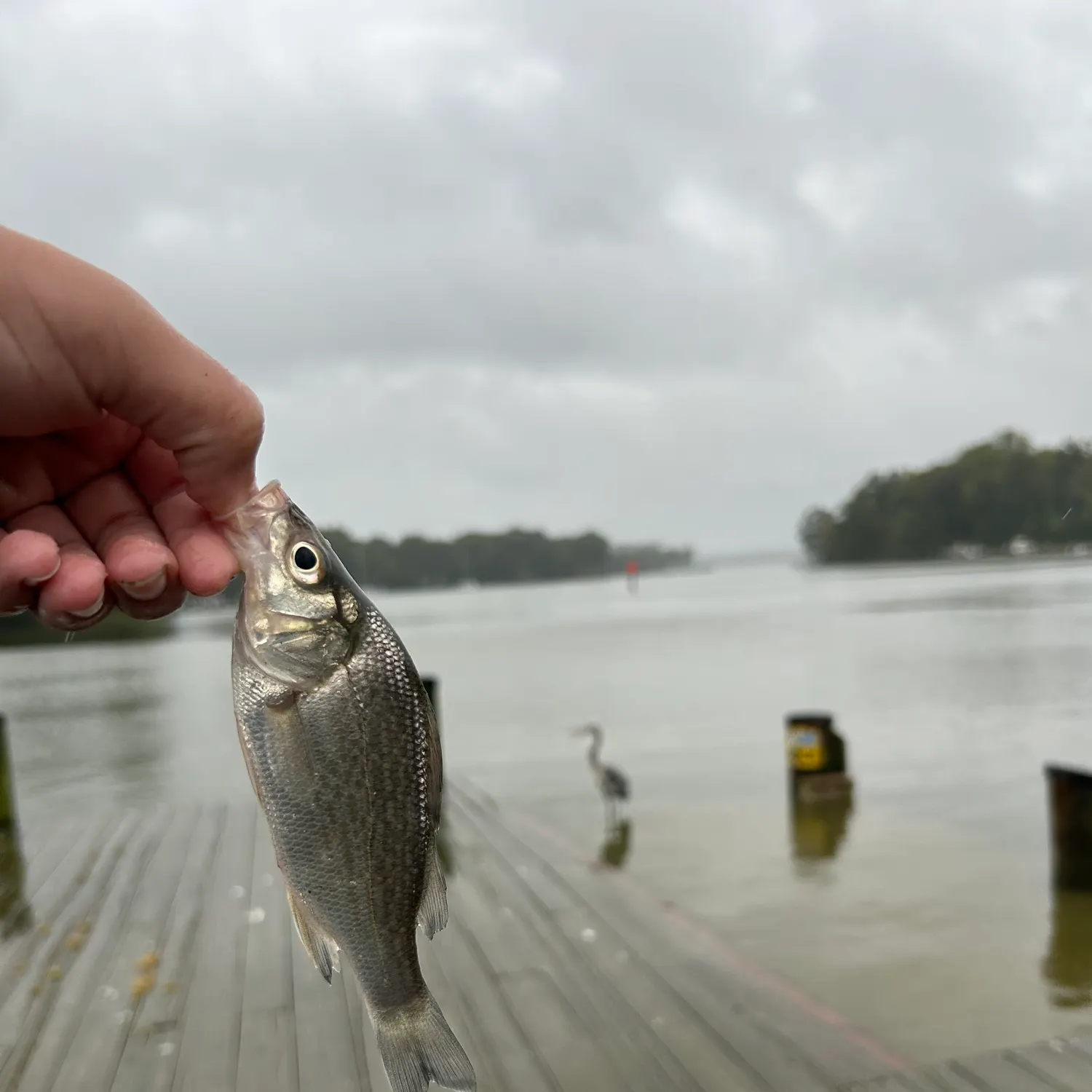 White perch caught on Fishbrain