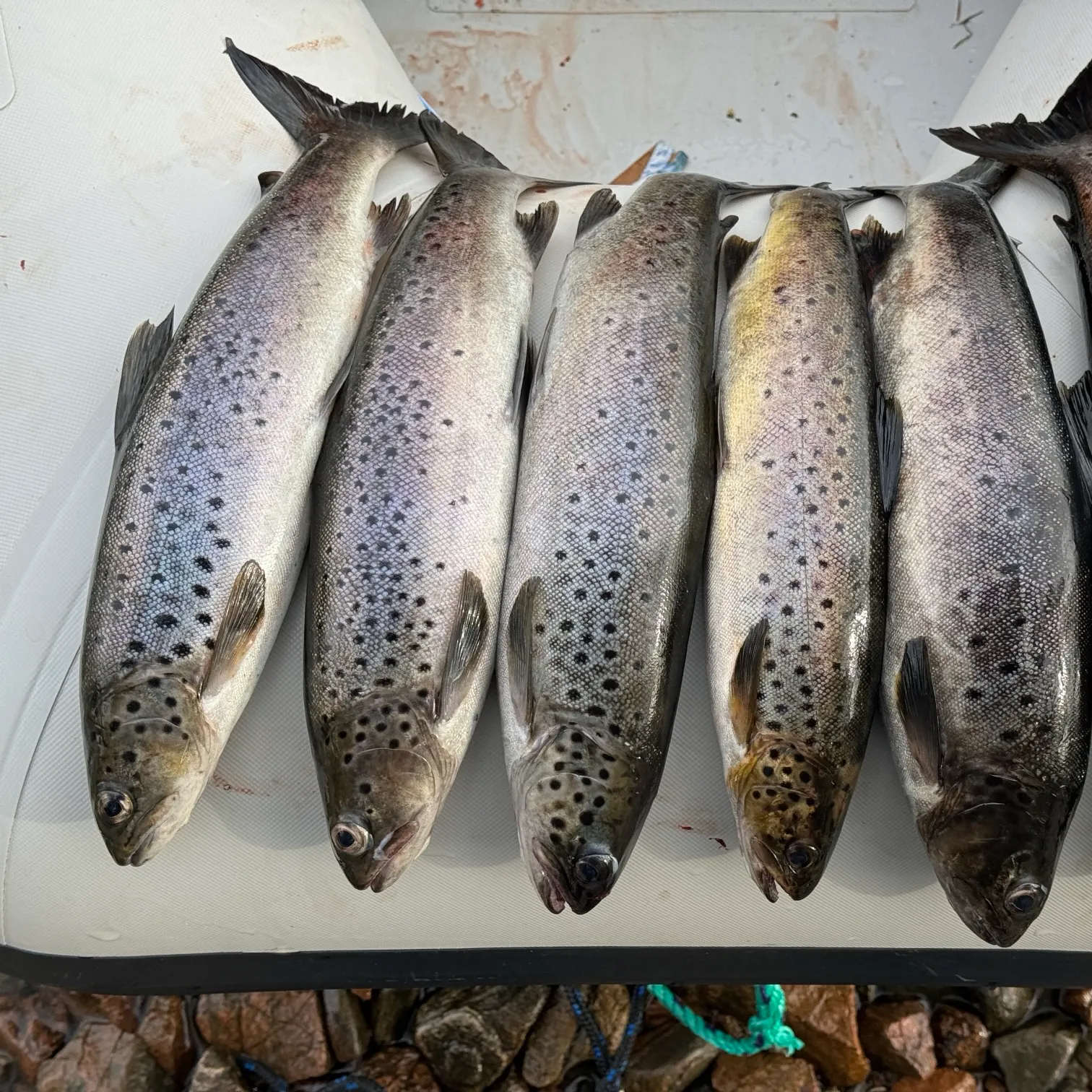 recently logged catches