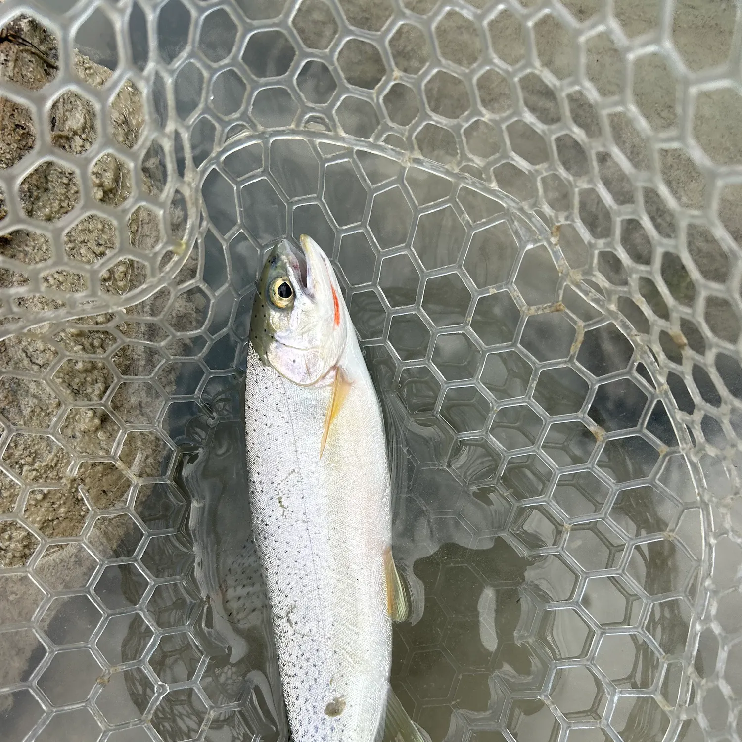 The most recent Westslope cutthroat trout catches on Fishbrain