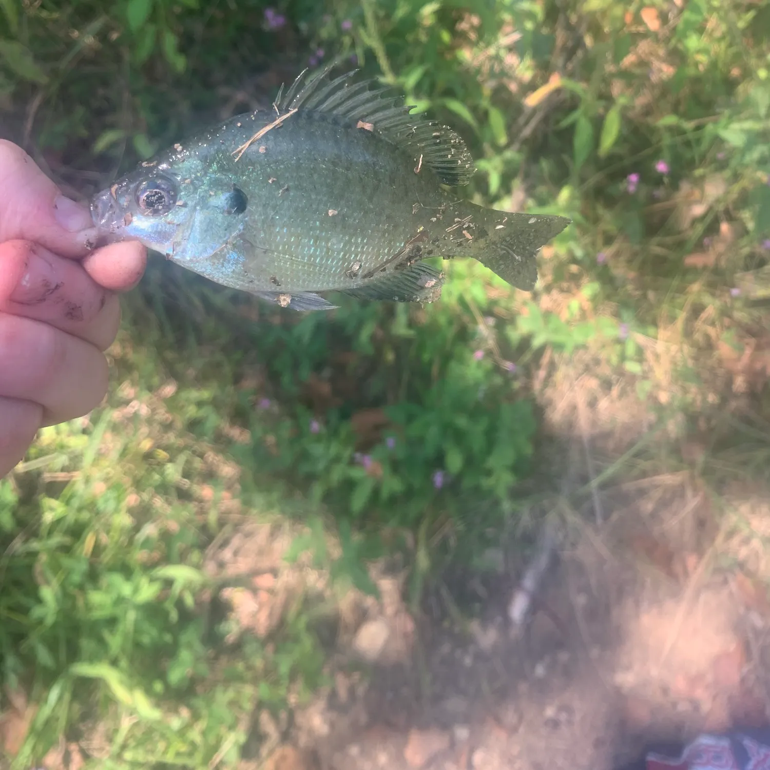 Bluegill caught on Fishbrain