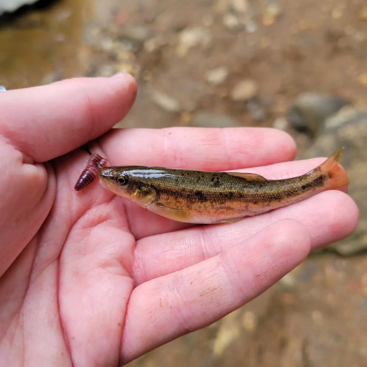 The most recent Eastern blacknose dace catches on Fishbrain