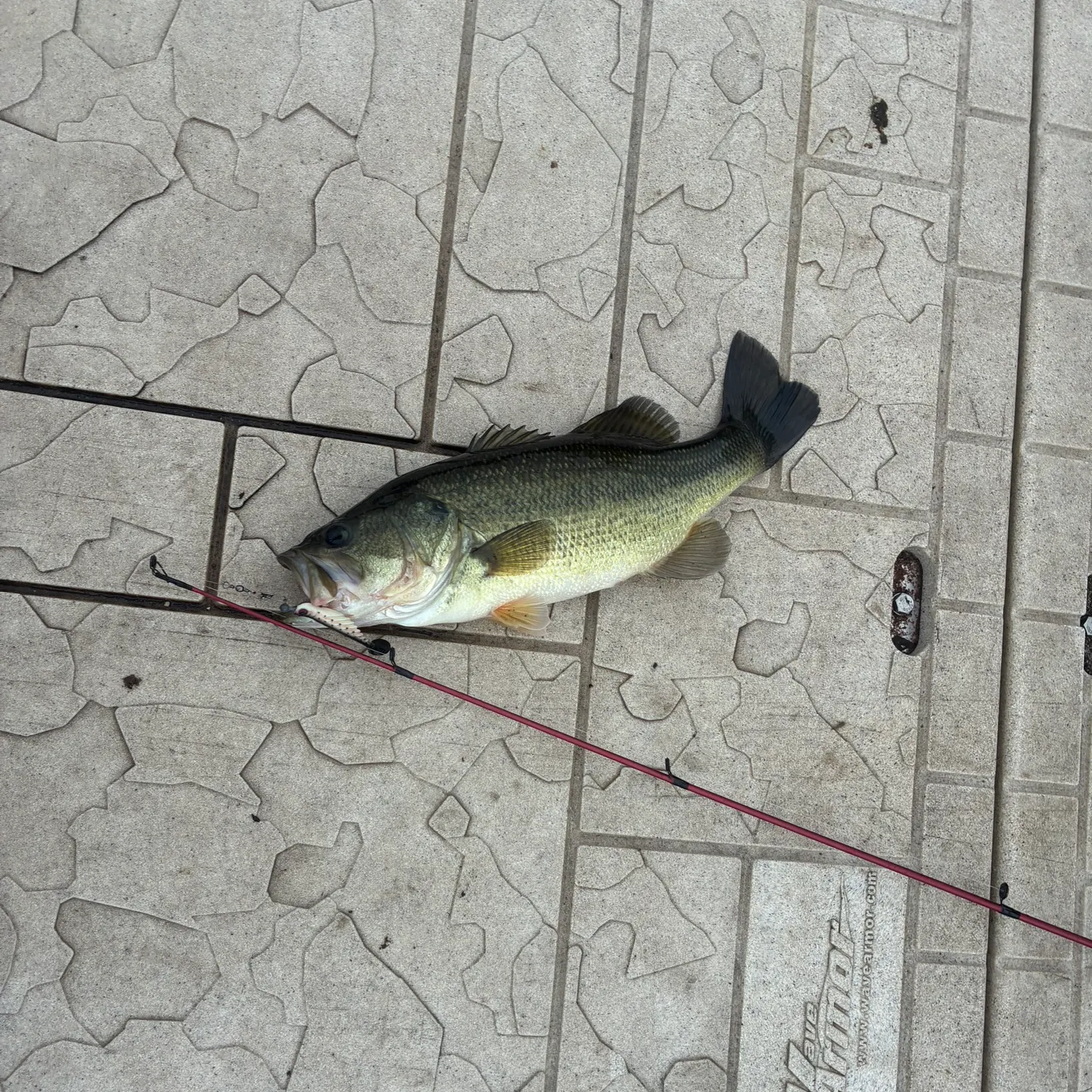 Largemouth bass caught on Fishbrain