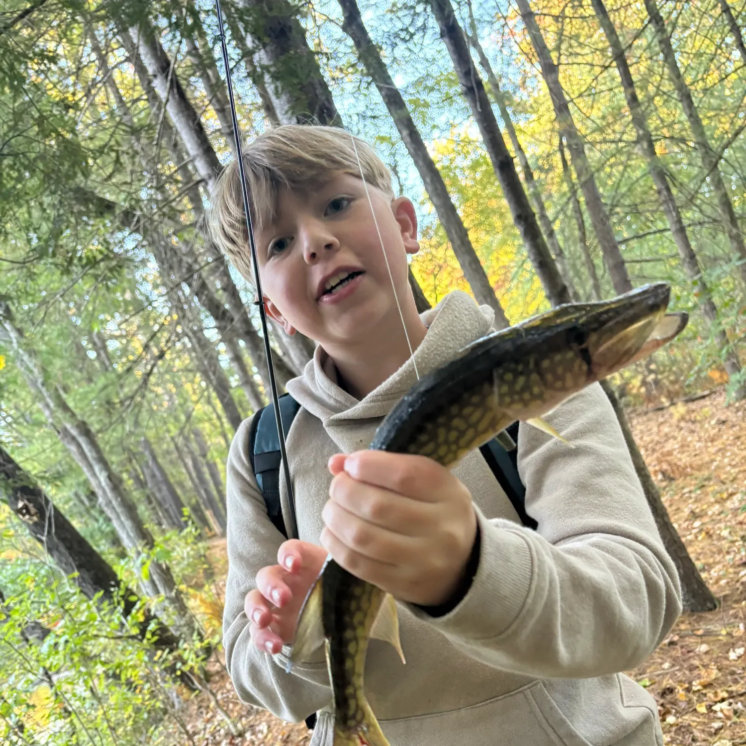 Chain pickerel caught on Fishbrain