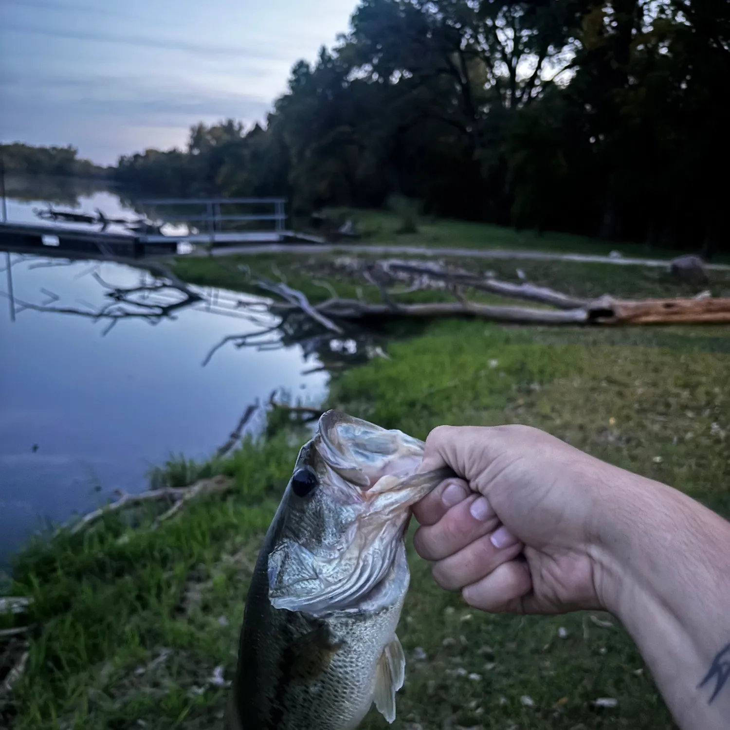 Largemouth bass caught on Fishbrain