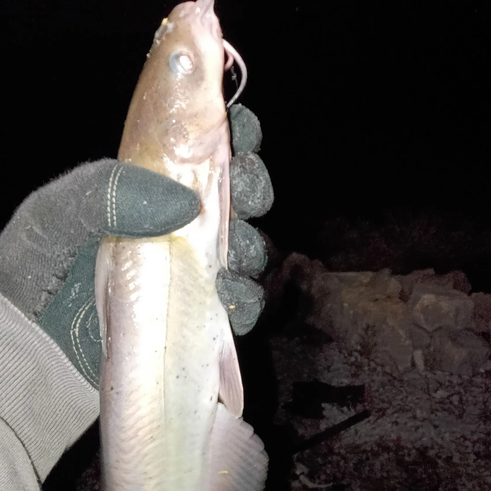 Channel catfish caught on Fishbrain
