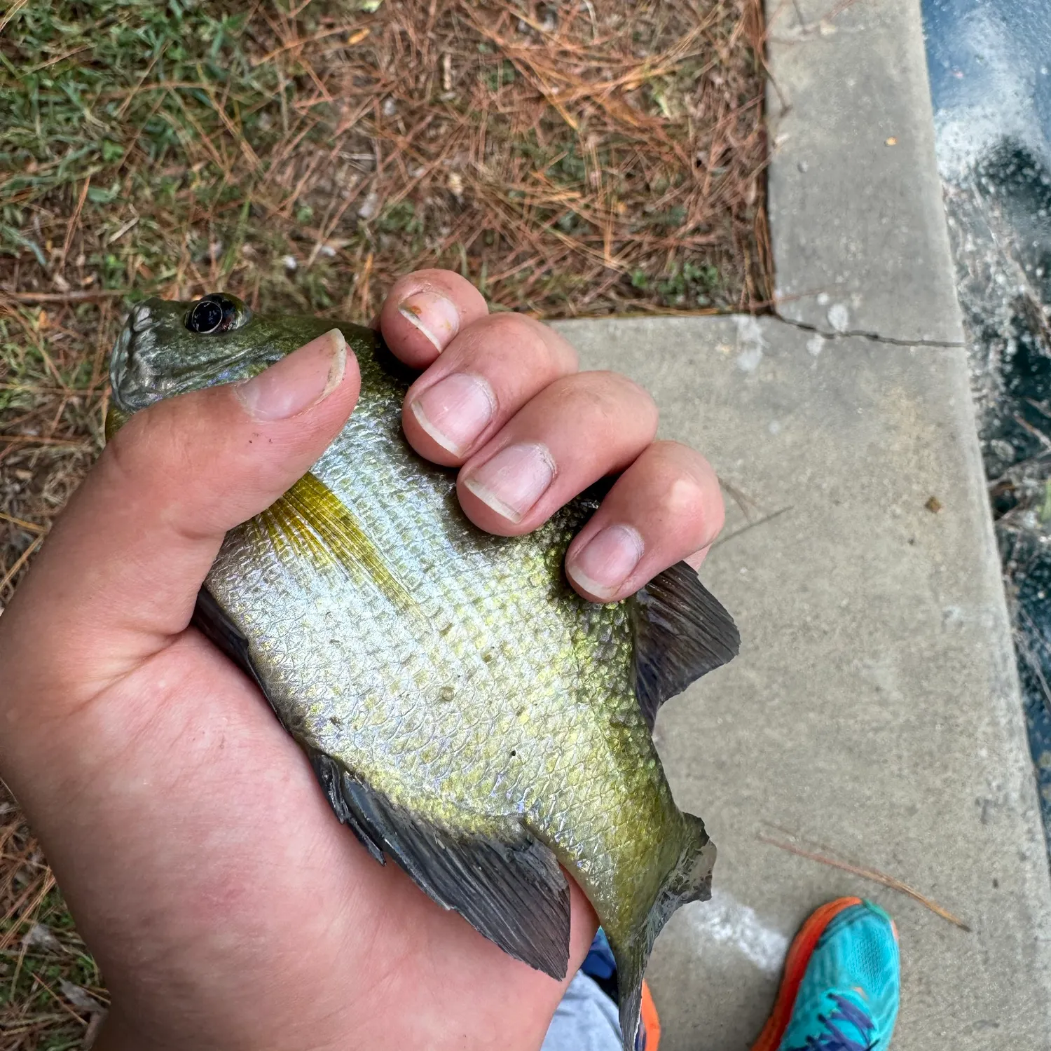 Fish caught on Fishbrain