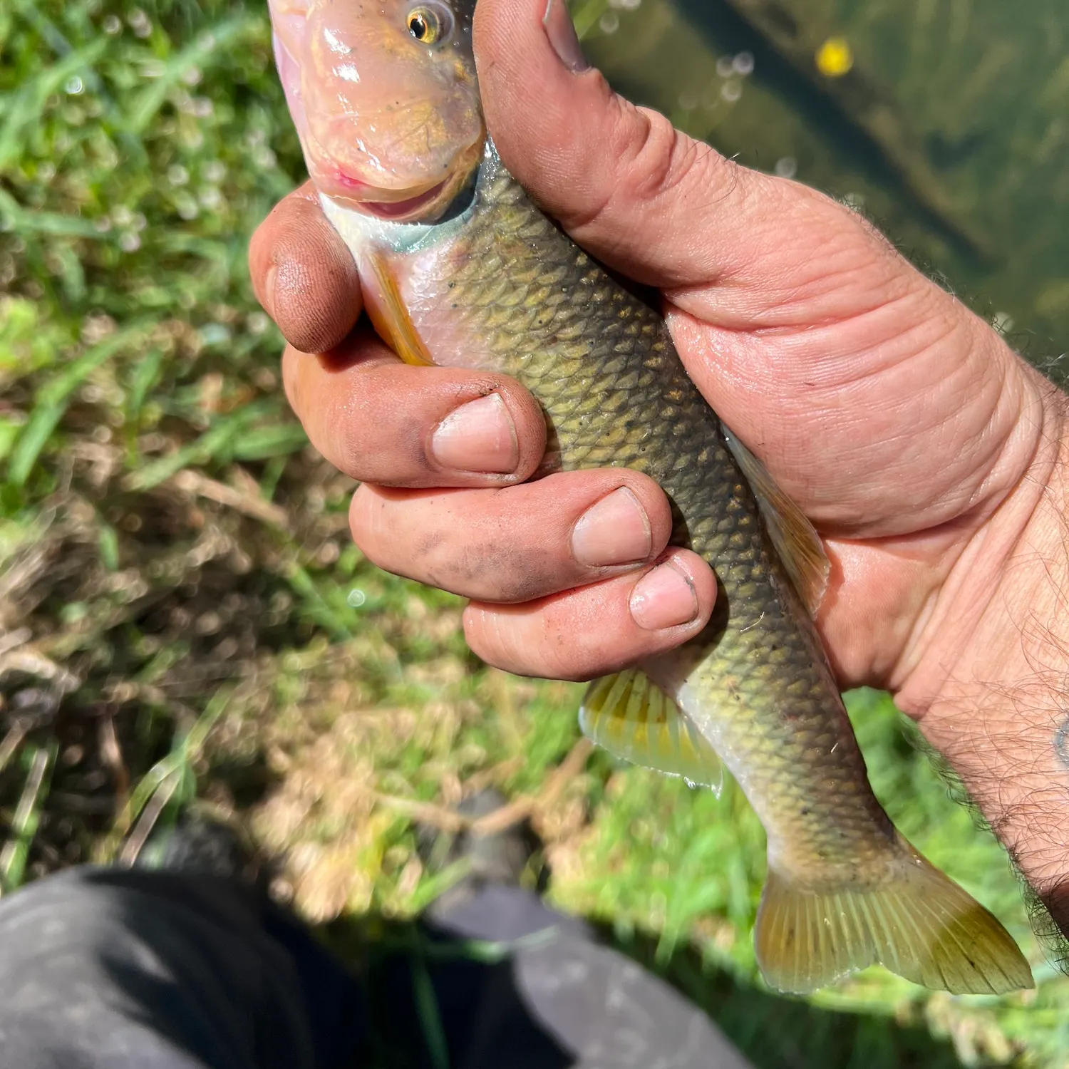 Creek chub caught on Fishbrain