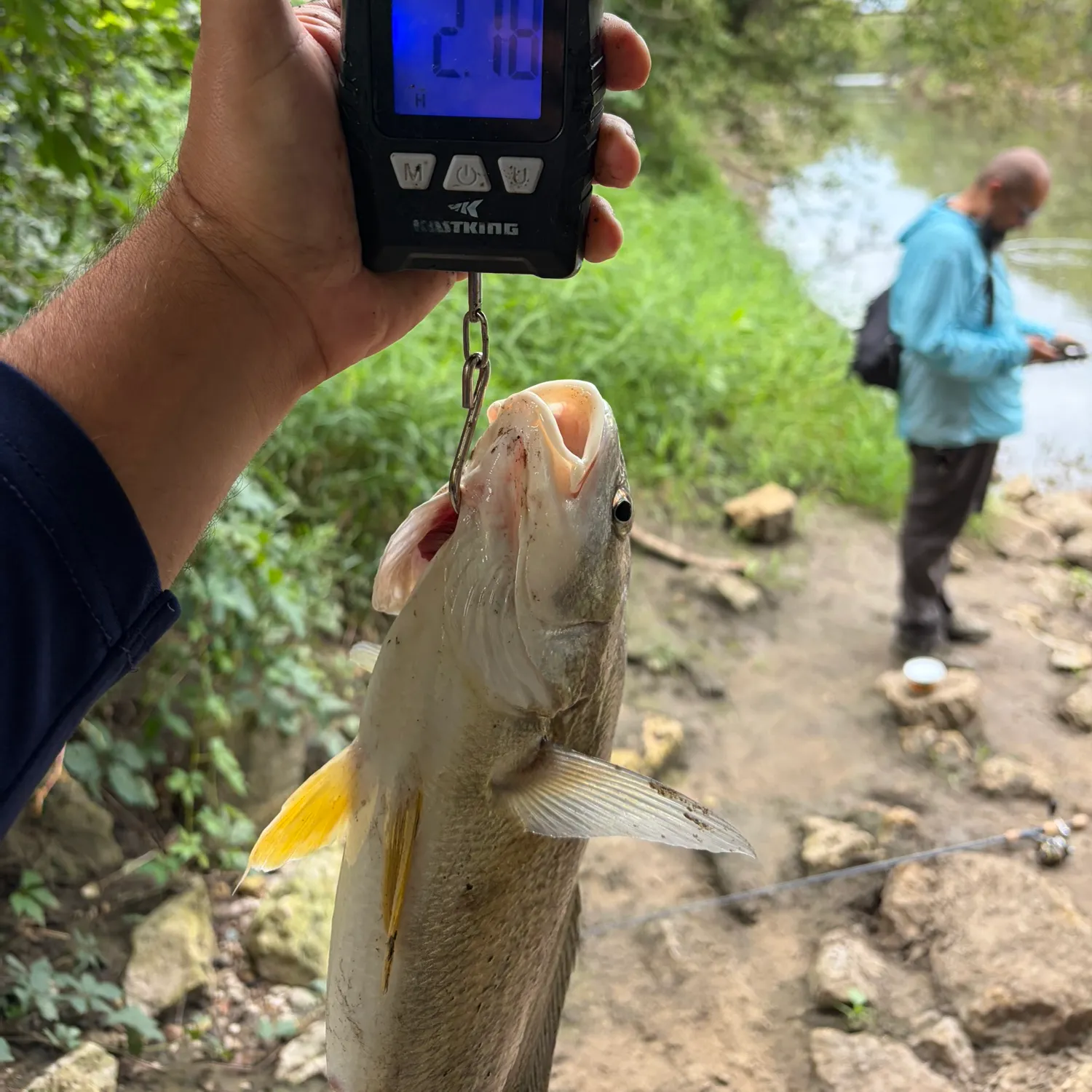 Freshwater drum caught on Fishbrain